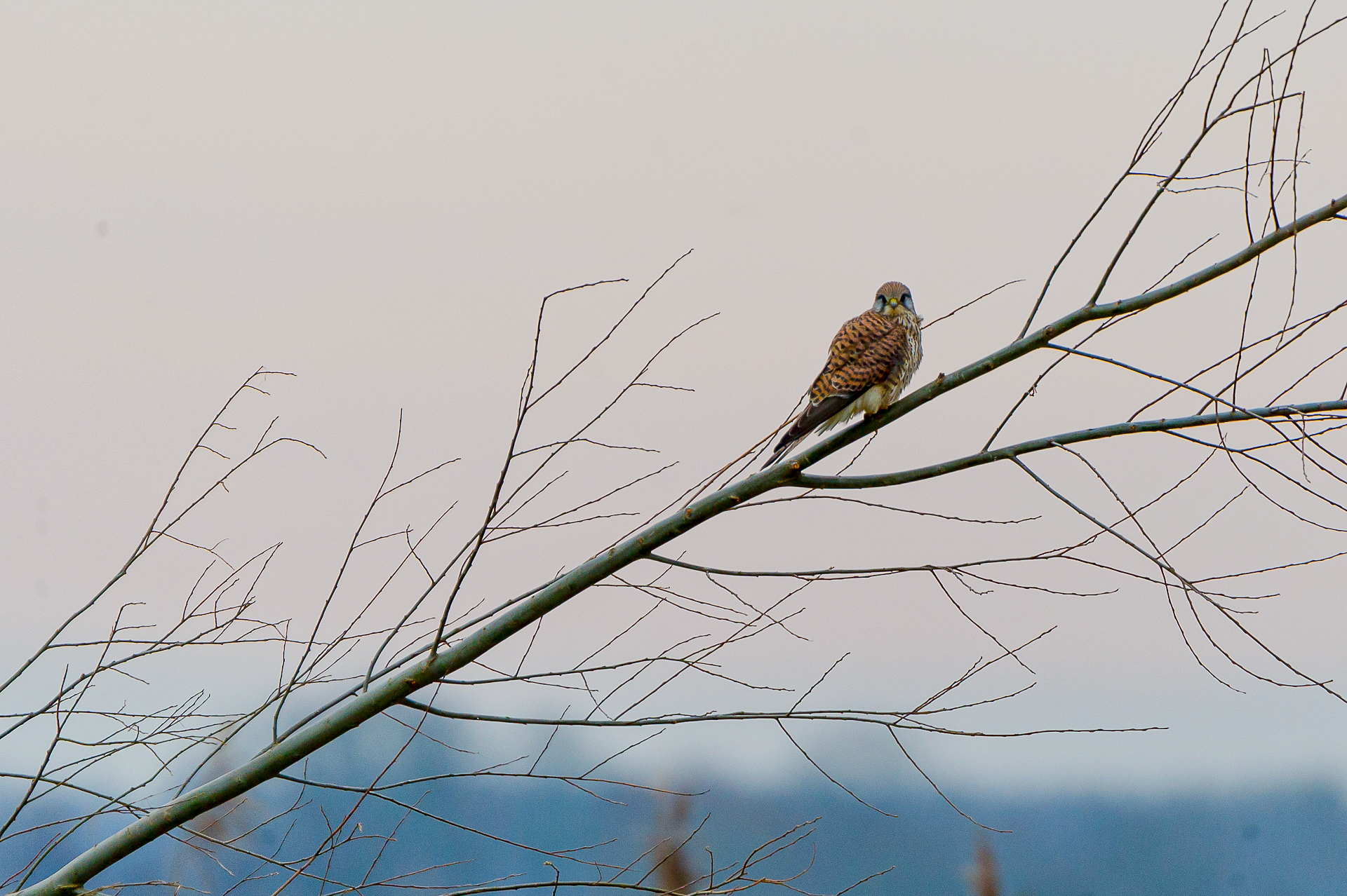Kestrel