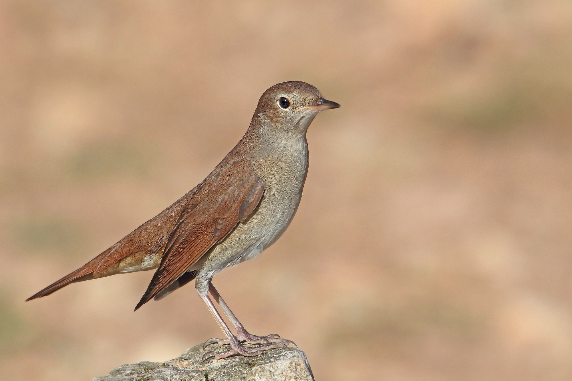 usignolo allo scoperto