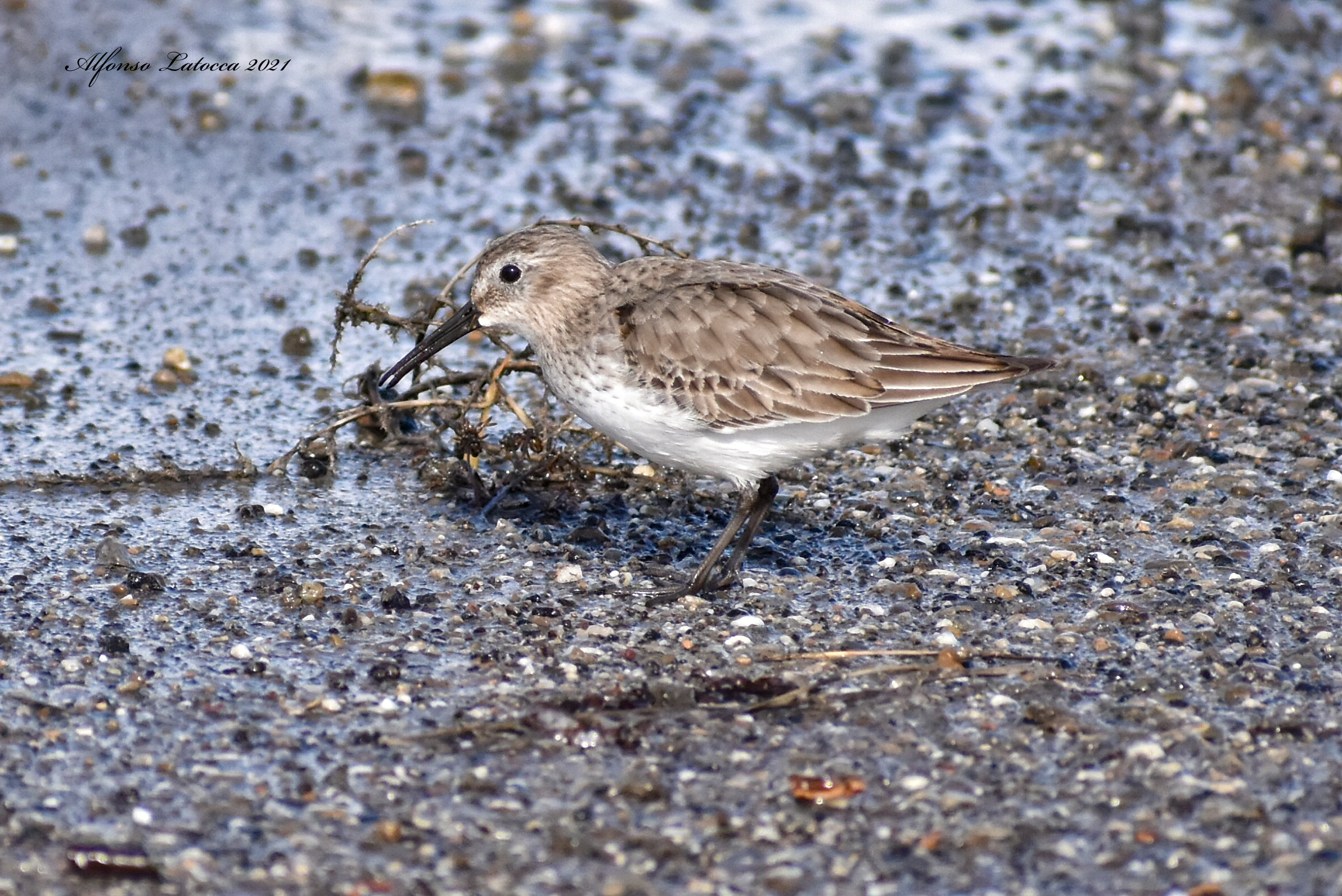 Piovanello pancia nera