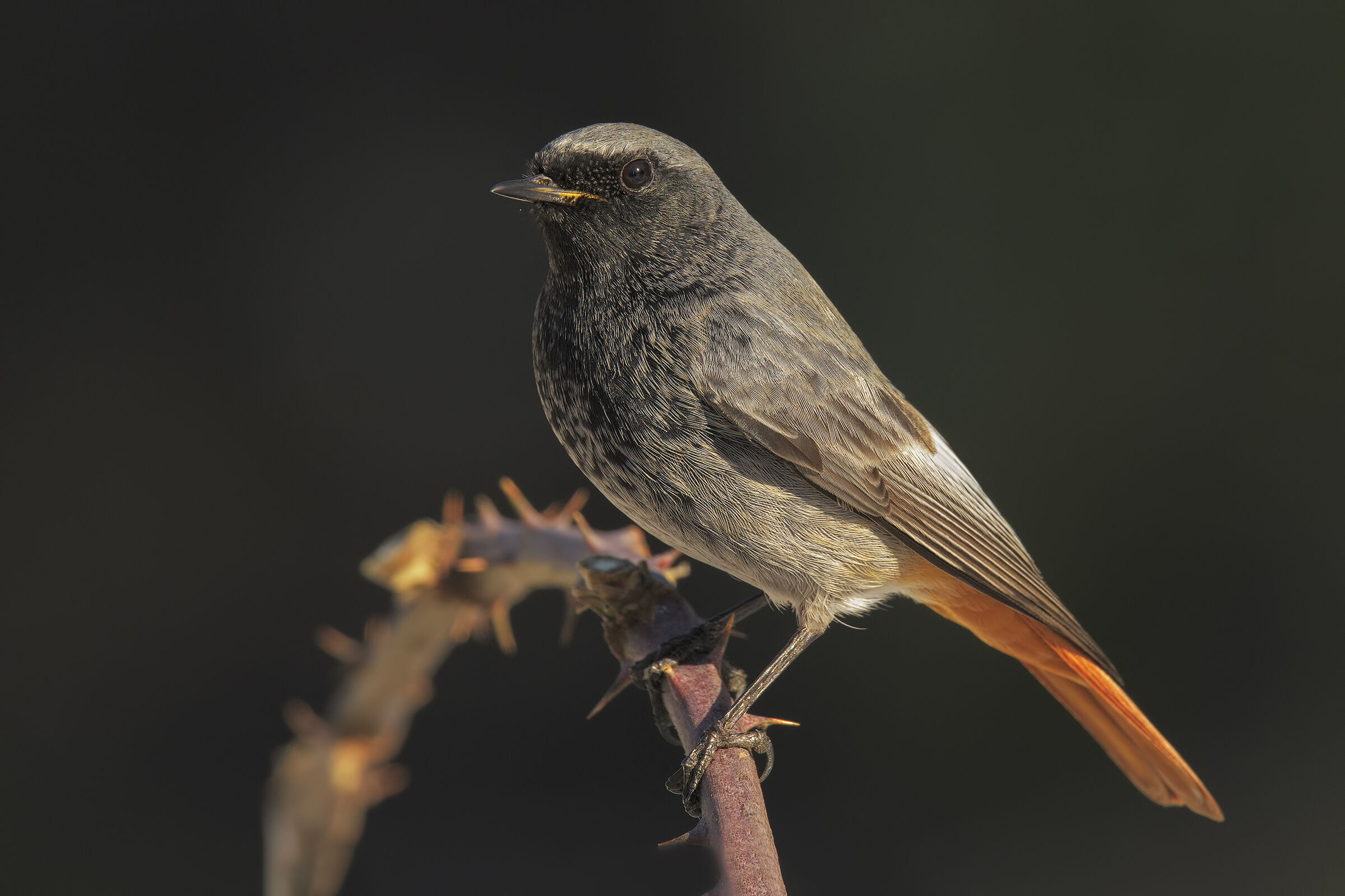 Codirosso spazzacamino