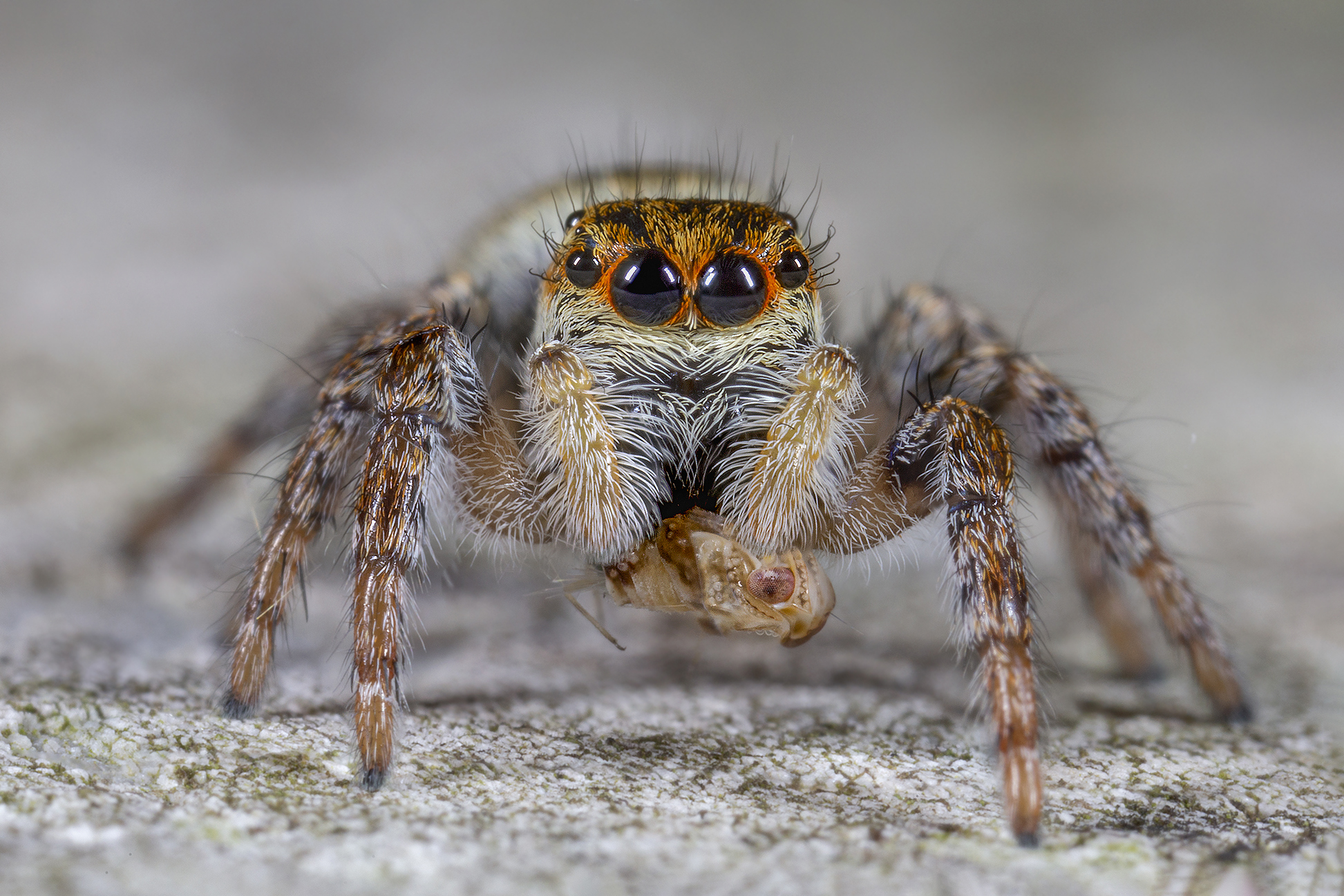Carrhotus xanthogram female