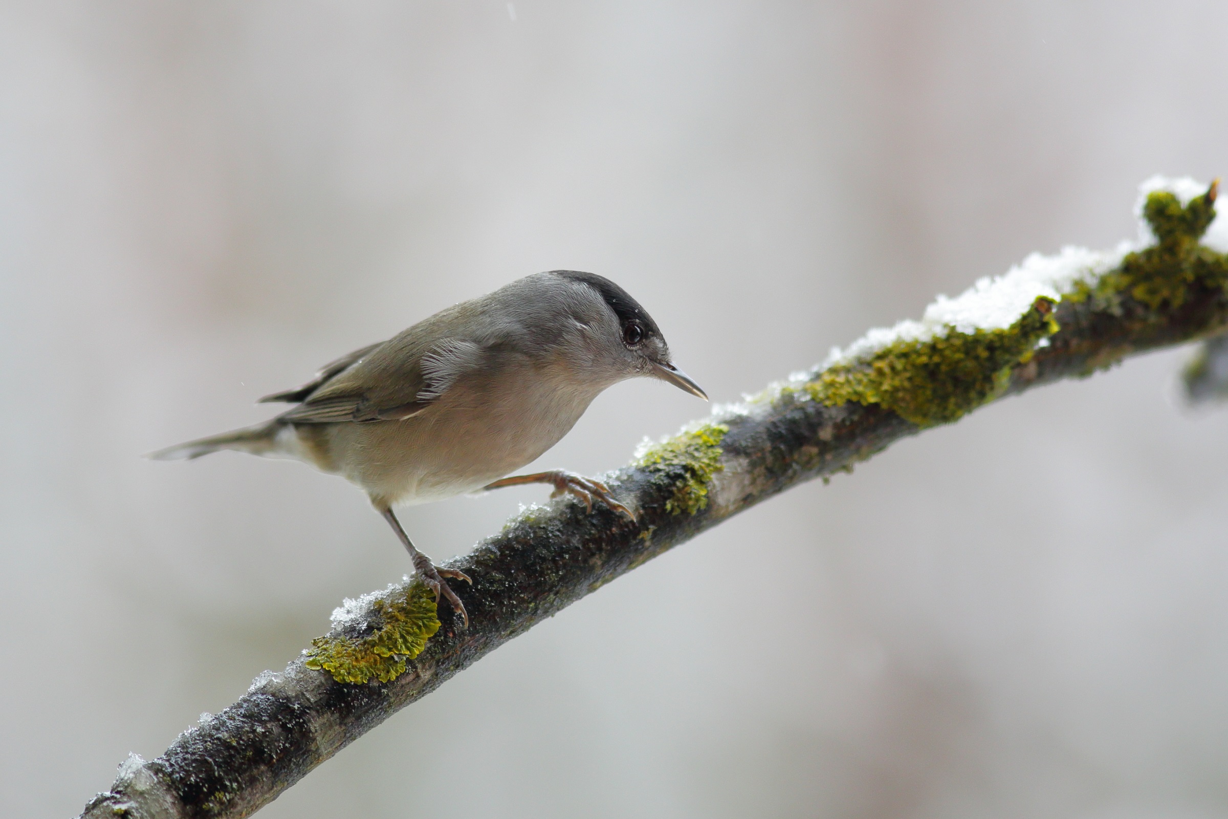 Sylvia atricapilla o capinera
