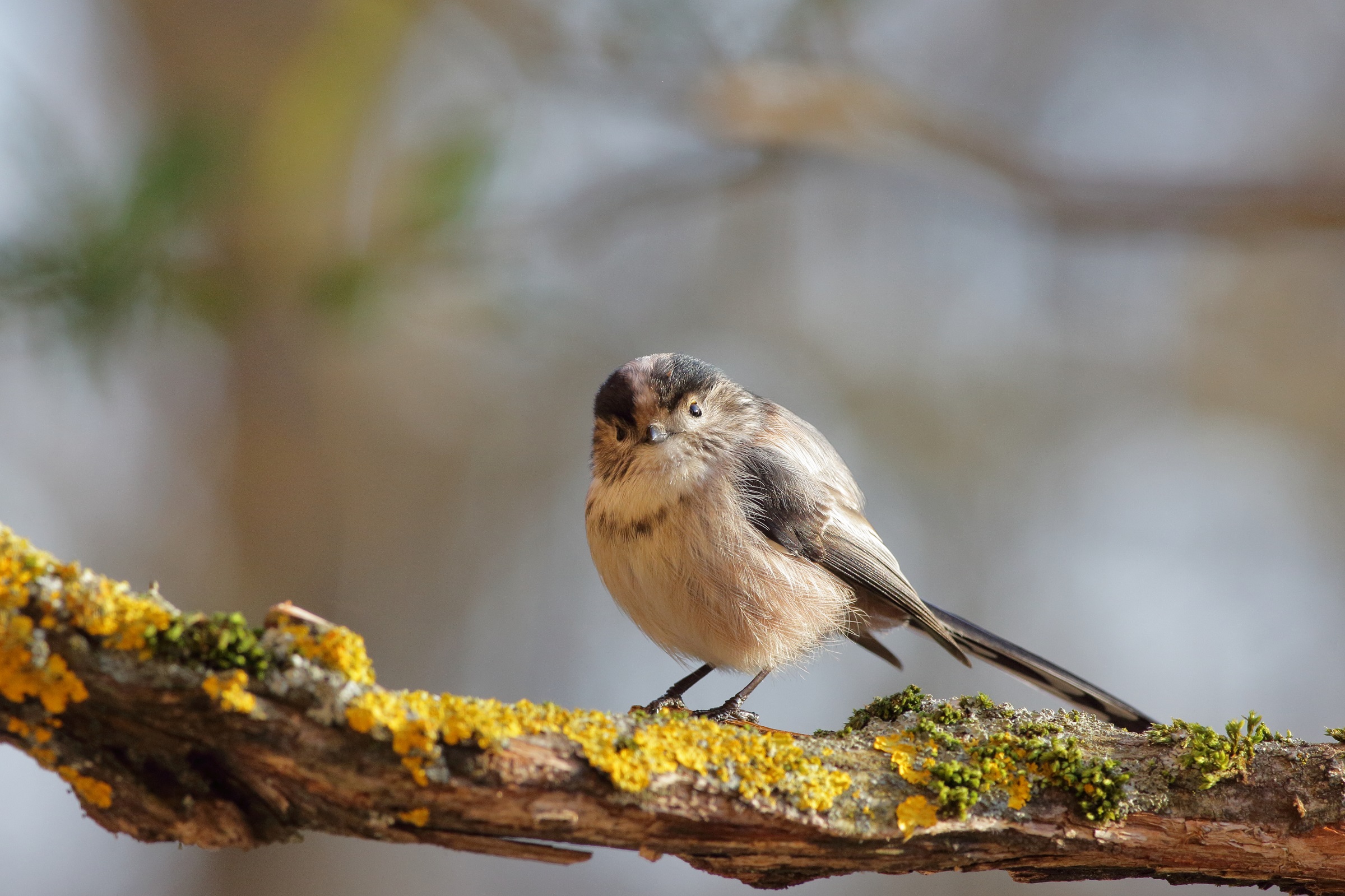 Aegithalos caudatus or codibugnol