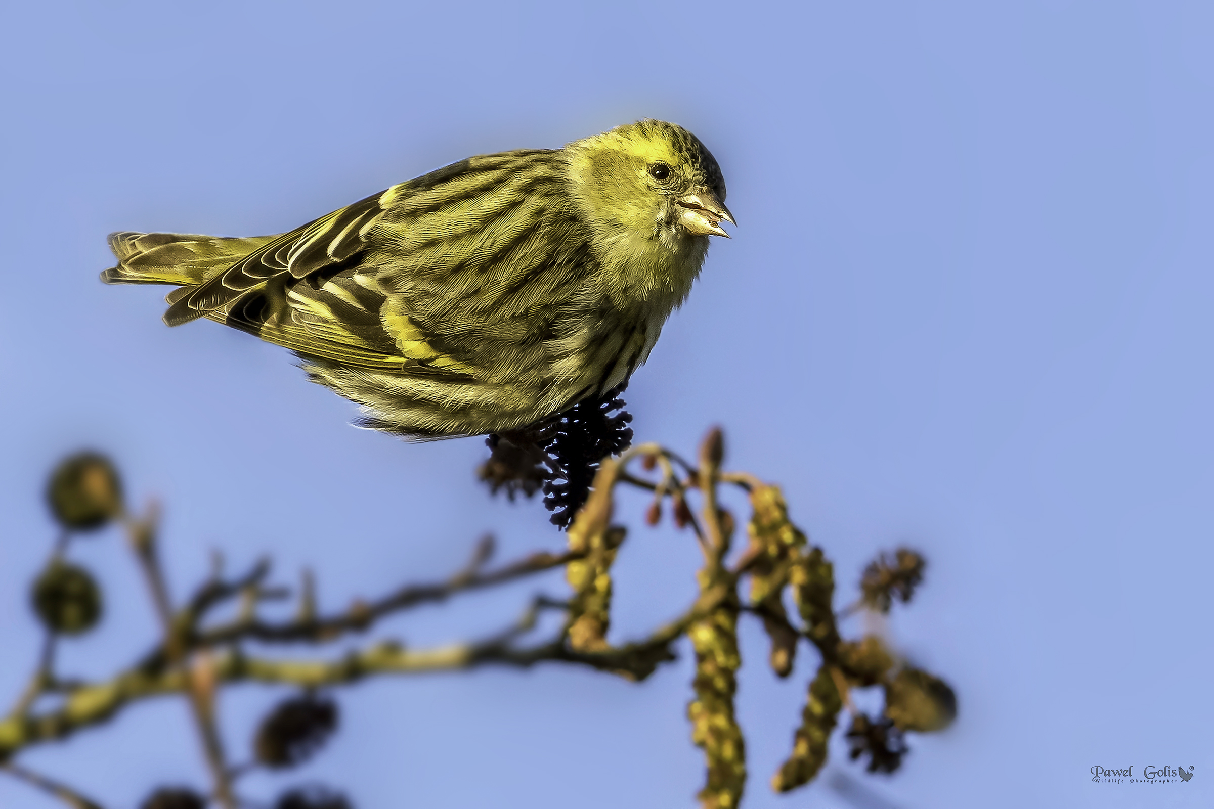Eurasian siskin (Spinus spinus)