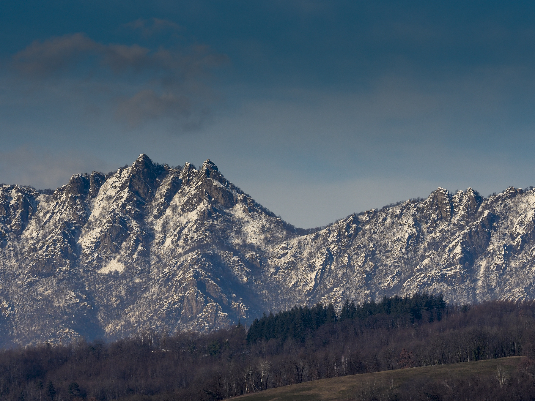 Green woods in January