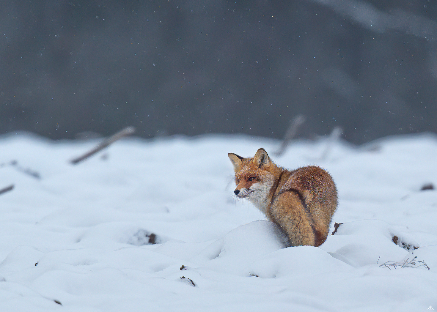 Hunting fox