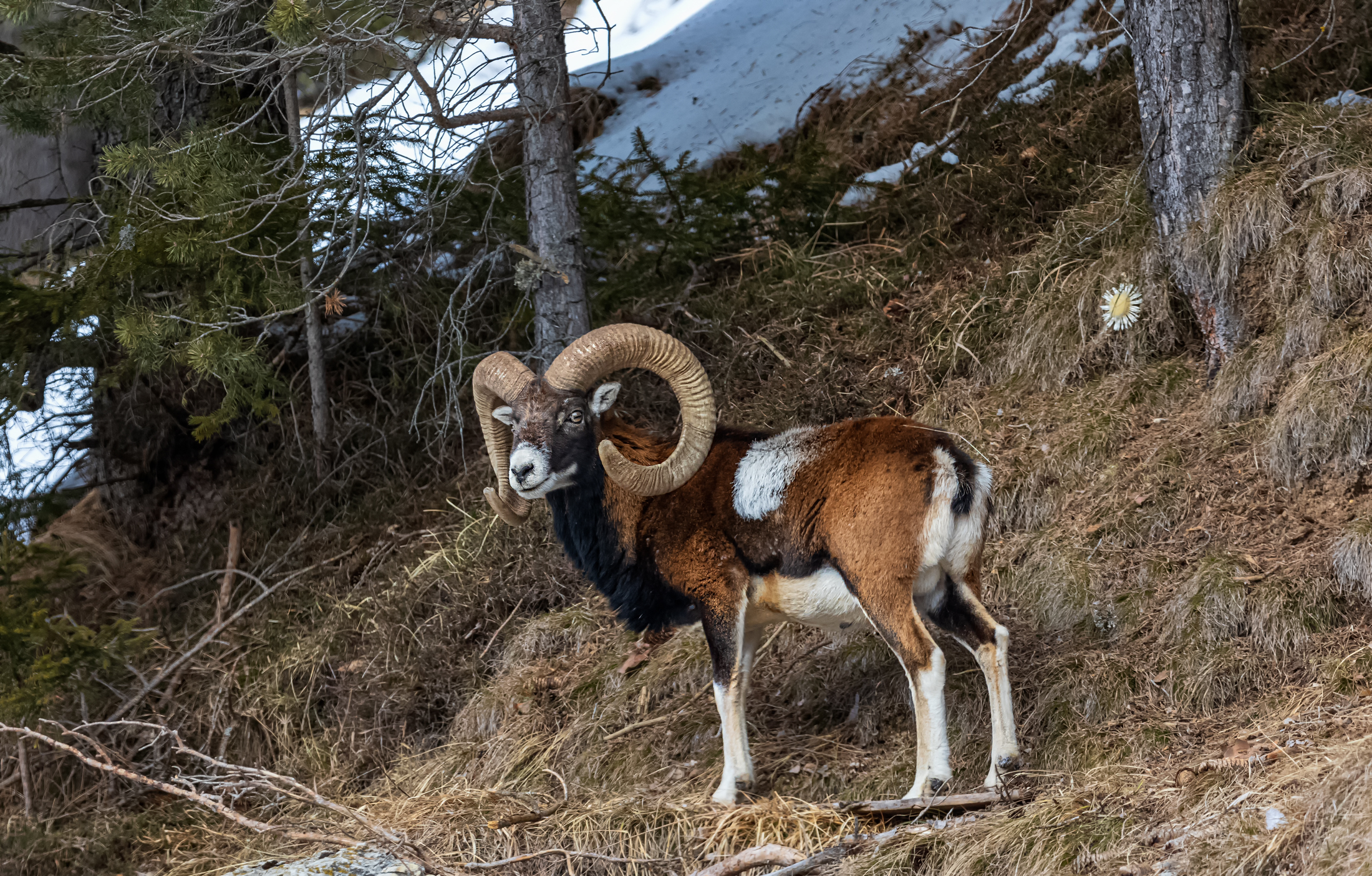 Maschio di Muflone