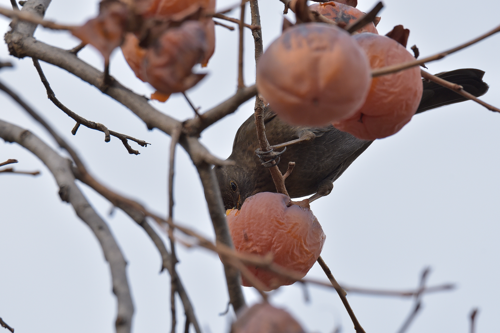 Who knows why they don't even eat persimmon anymore.
