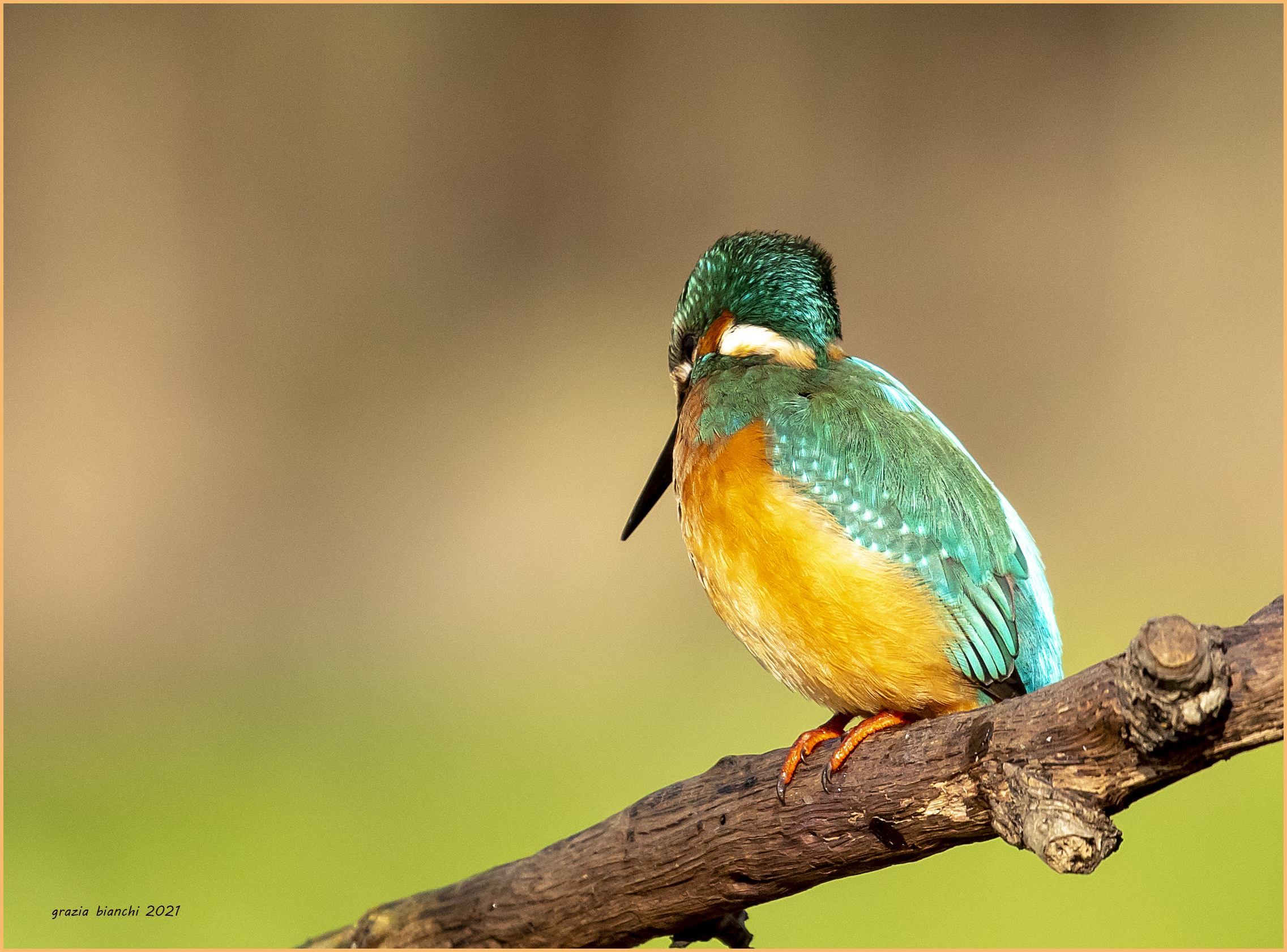 Martin pescatore (Alcedo atthis) - parco della Piana
