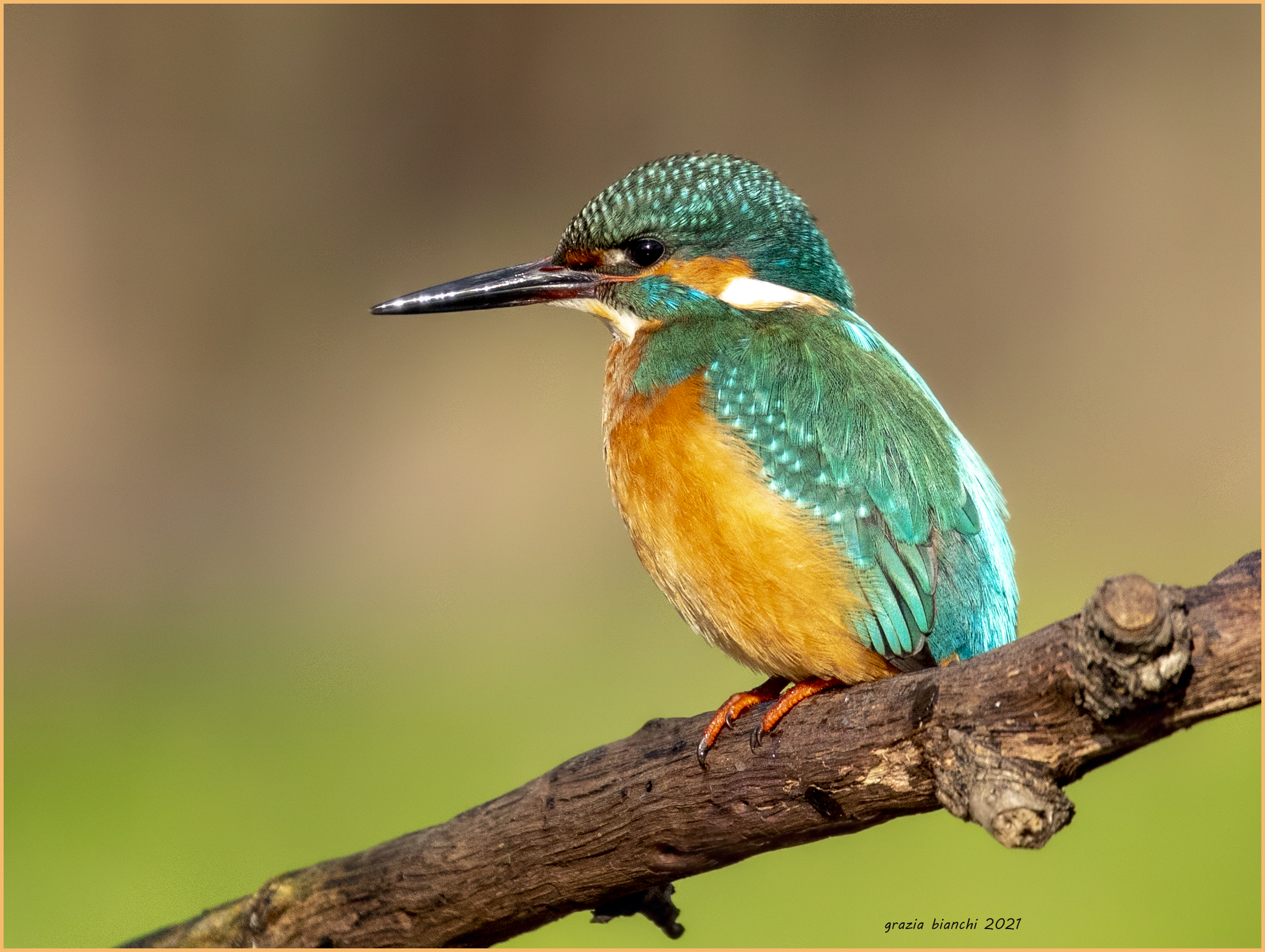 Martin pescatore (Alcedo atthis) Parco della Piana