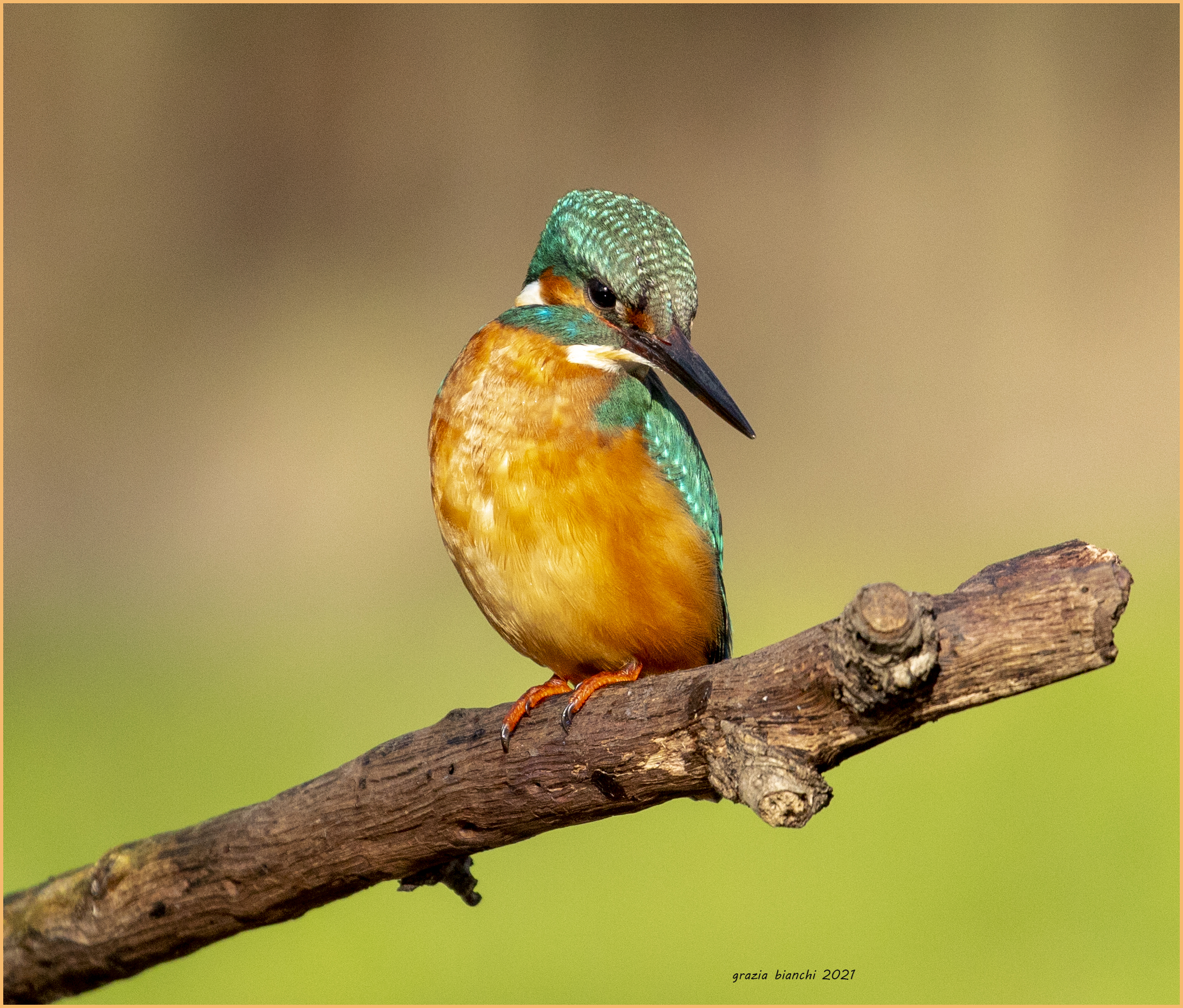 Martin pescatore (Alcedo atthis) Parco della Piana