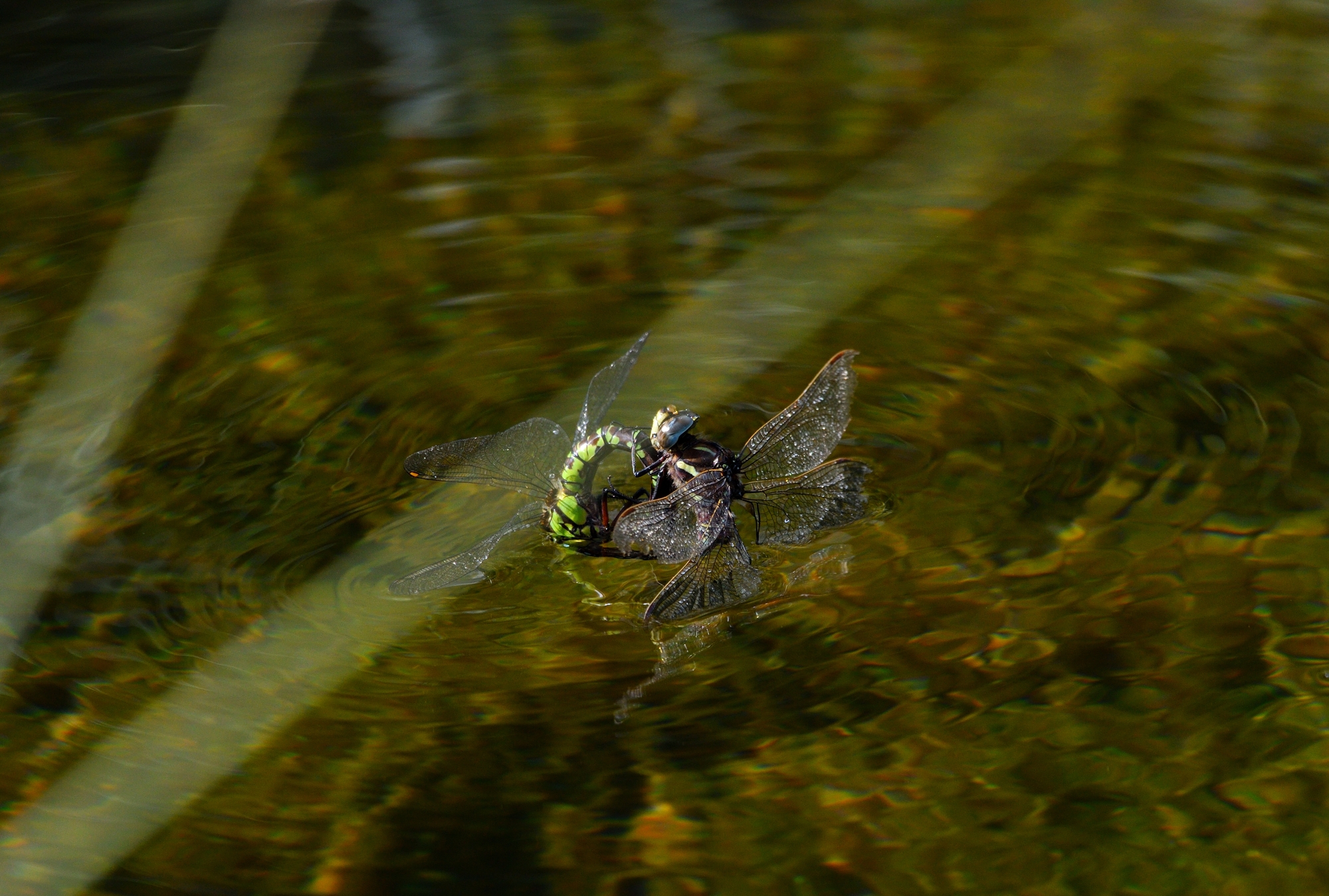 passione pericolosa...