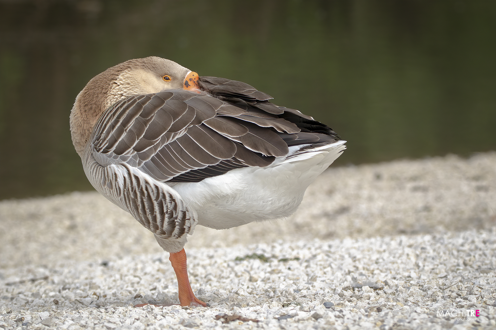 Wild Goose (Anser anser)