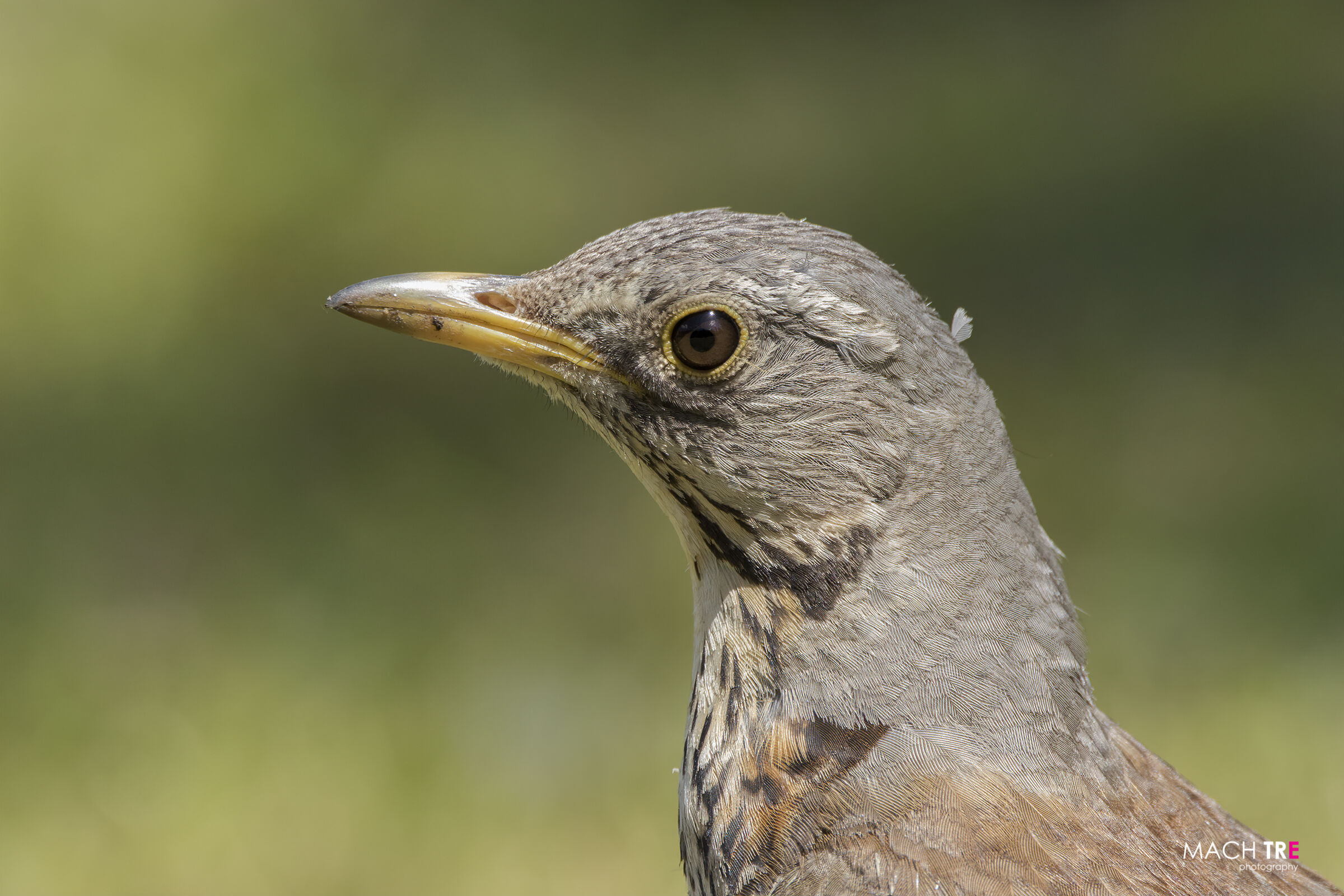 Cesena Department (Turdus pilaris)
