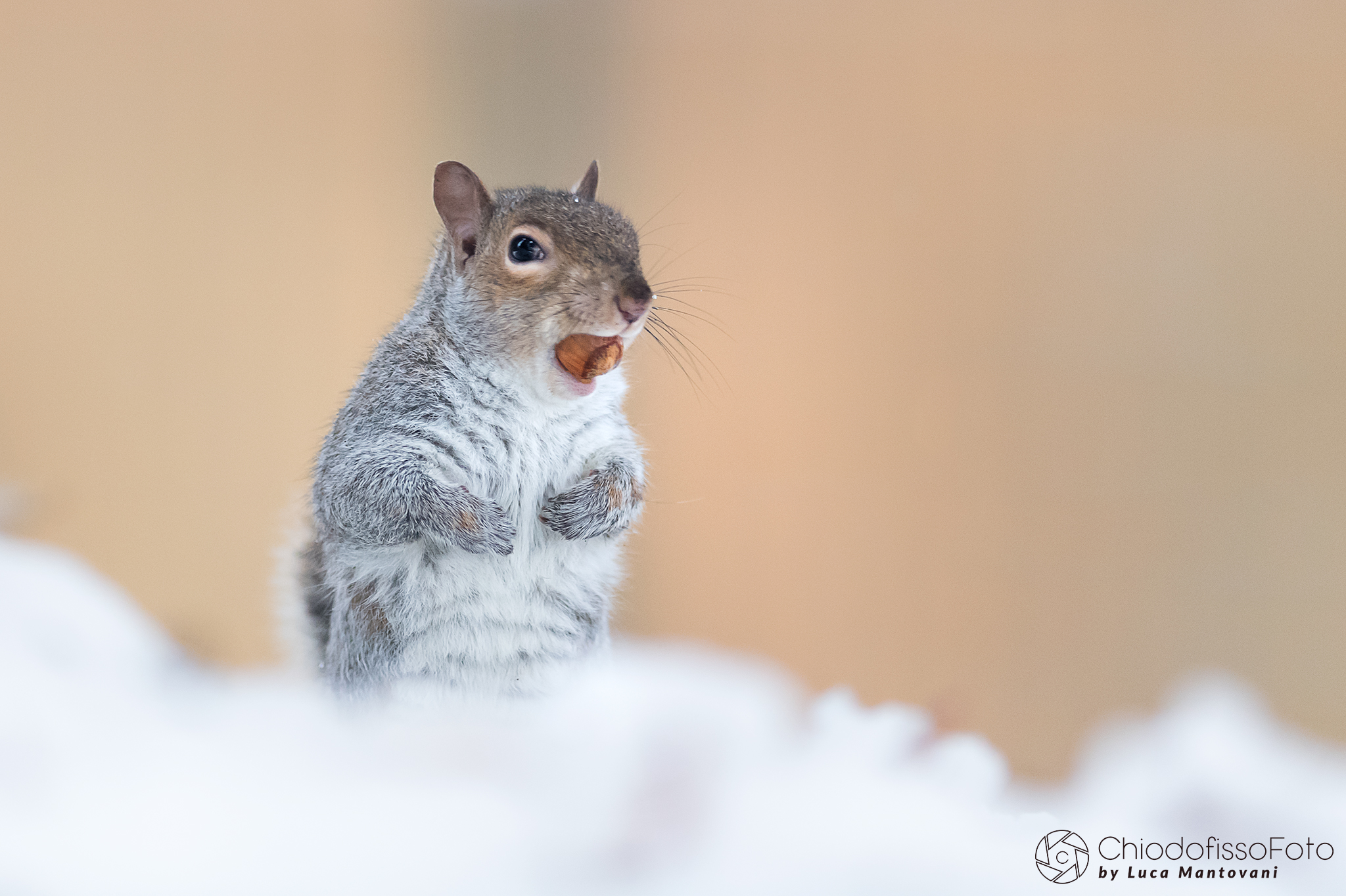 Quando si trova una nocciola...è già una fortu...