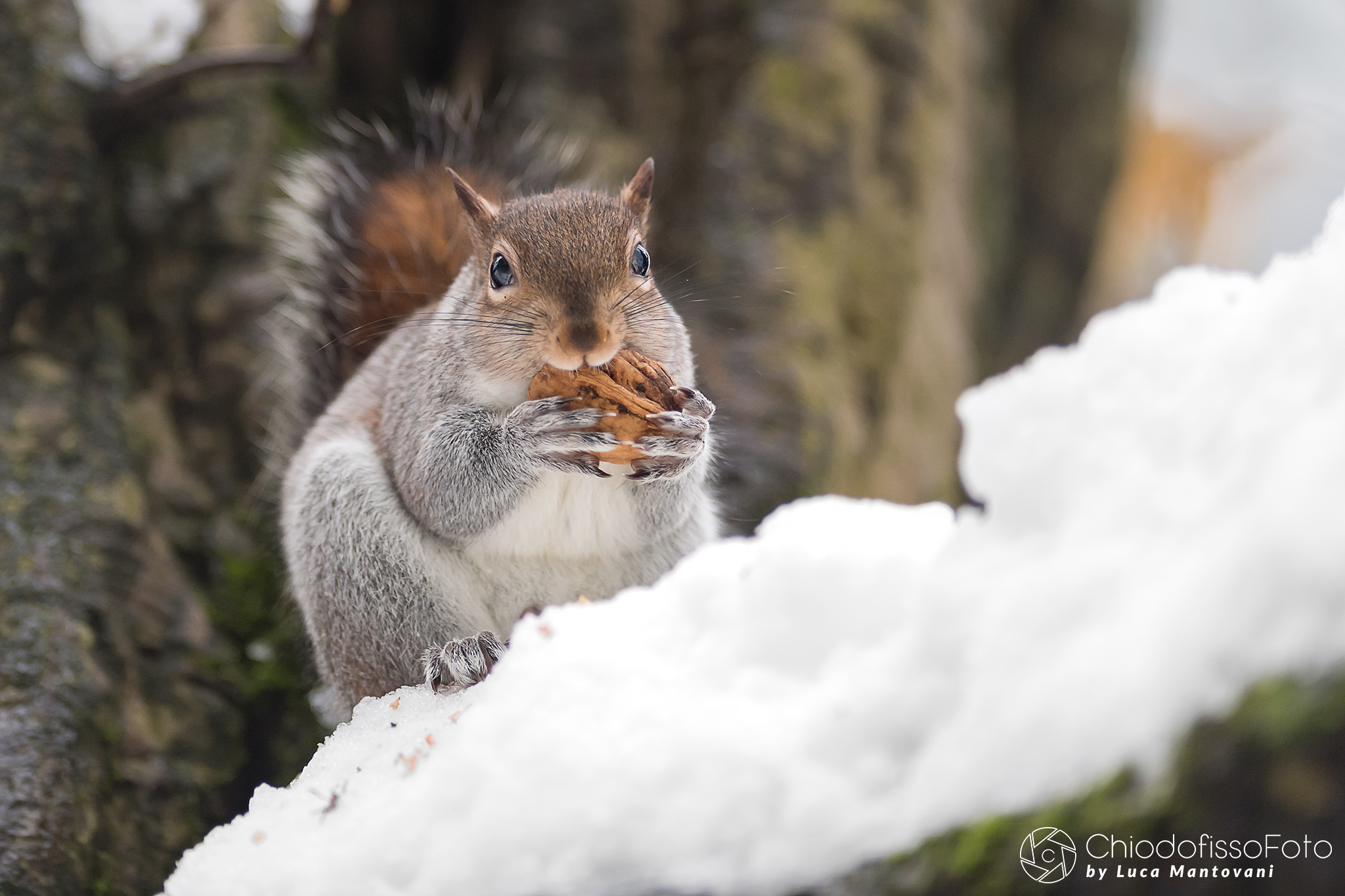 ...ma sei trovi una grossa noce è ancora meglio!