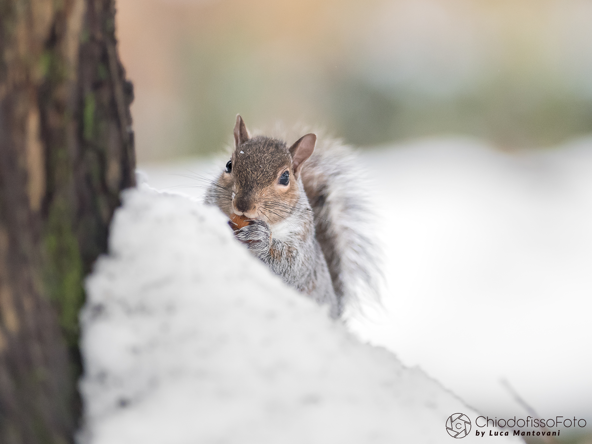 Lo scoiattolo grigio mangia la nocciola