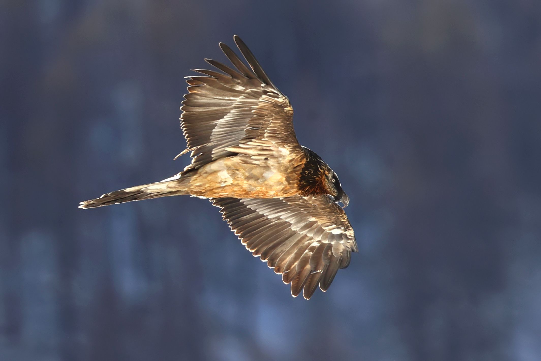 Gipeto immaturo quarto anno