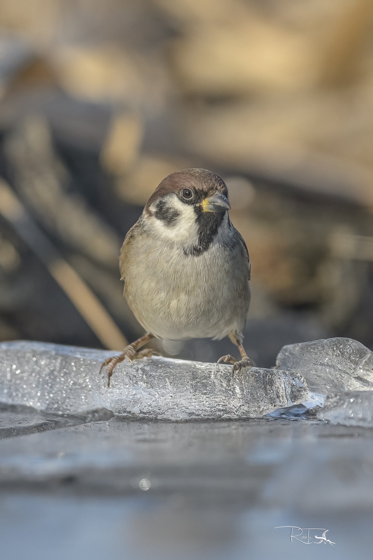 passera mattugia on ice