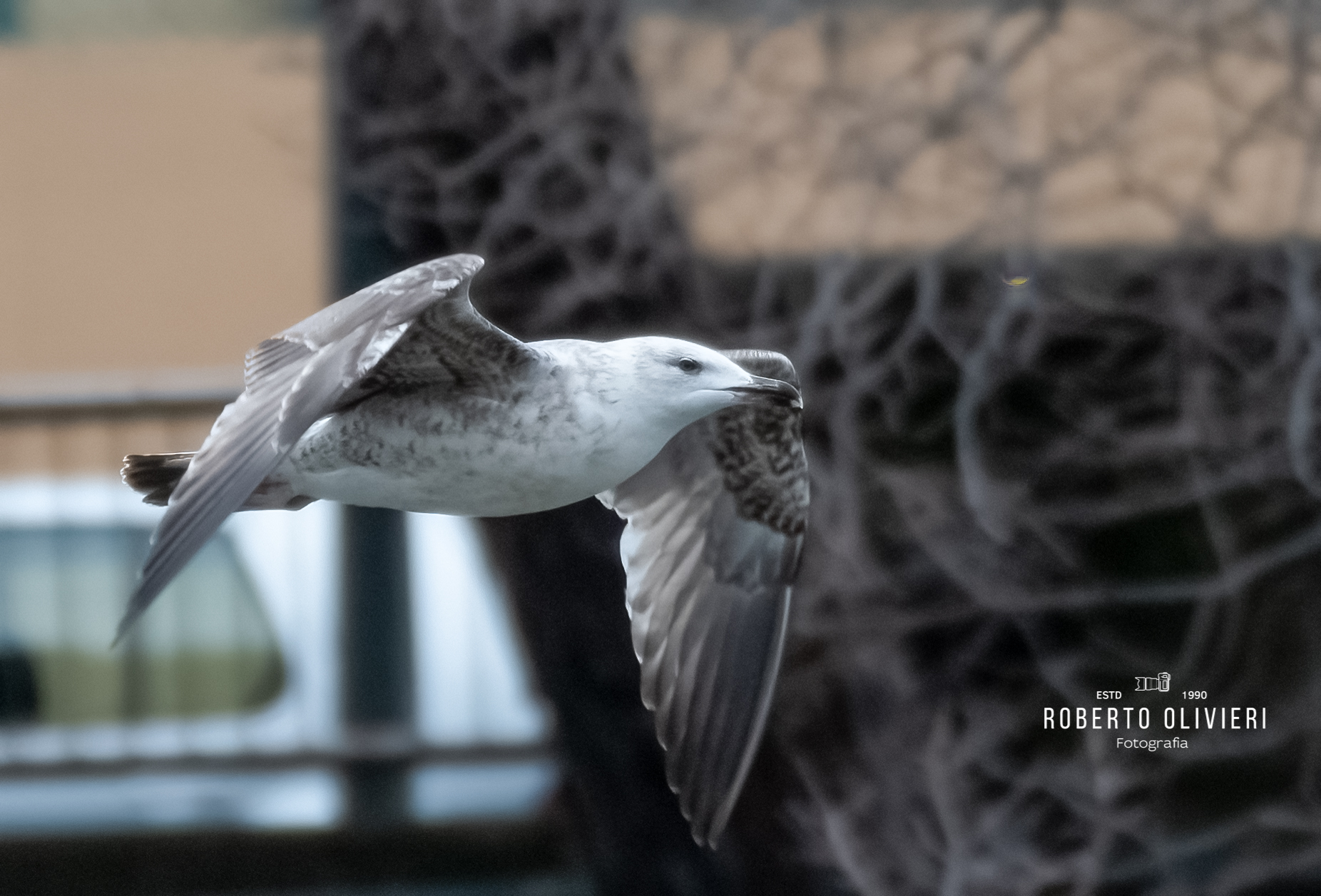 Gabbiano di volo