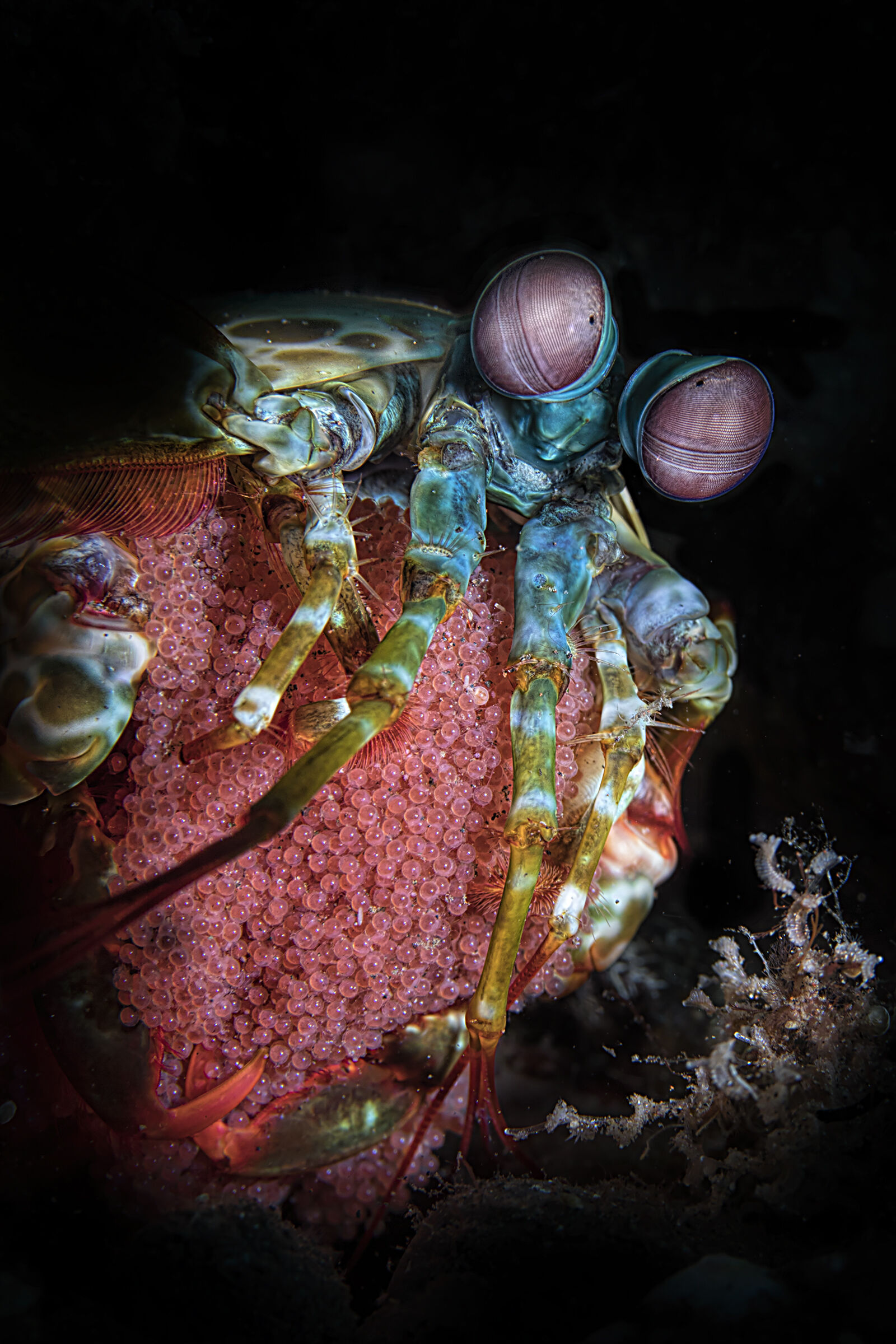 squilla pavone