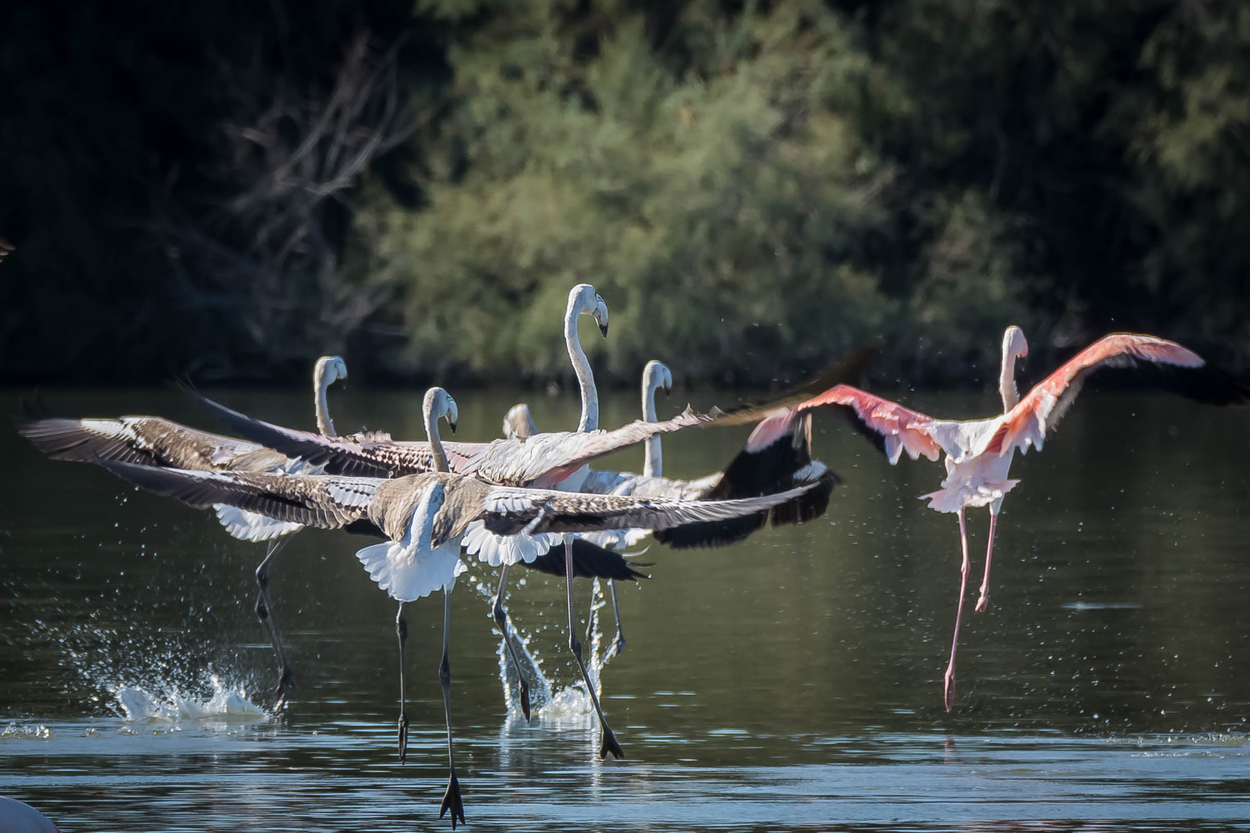 Fenicotteri, Comacchio
