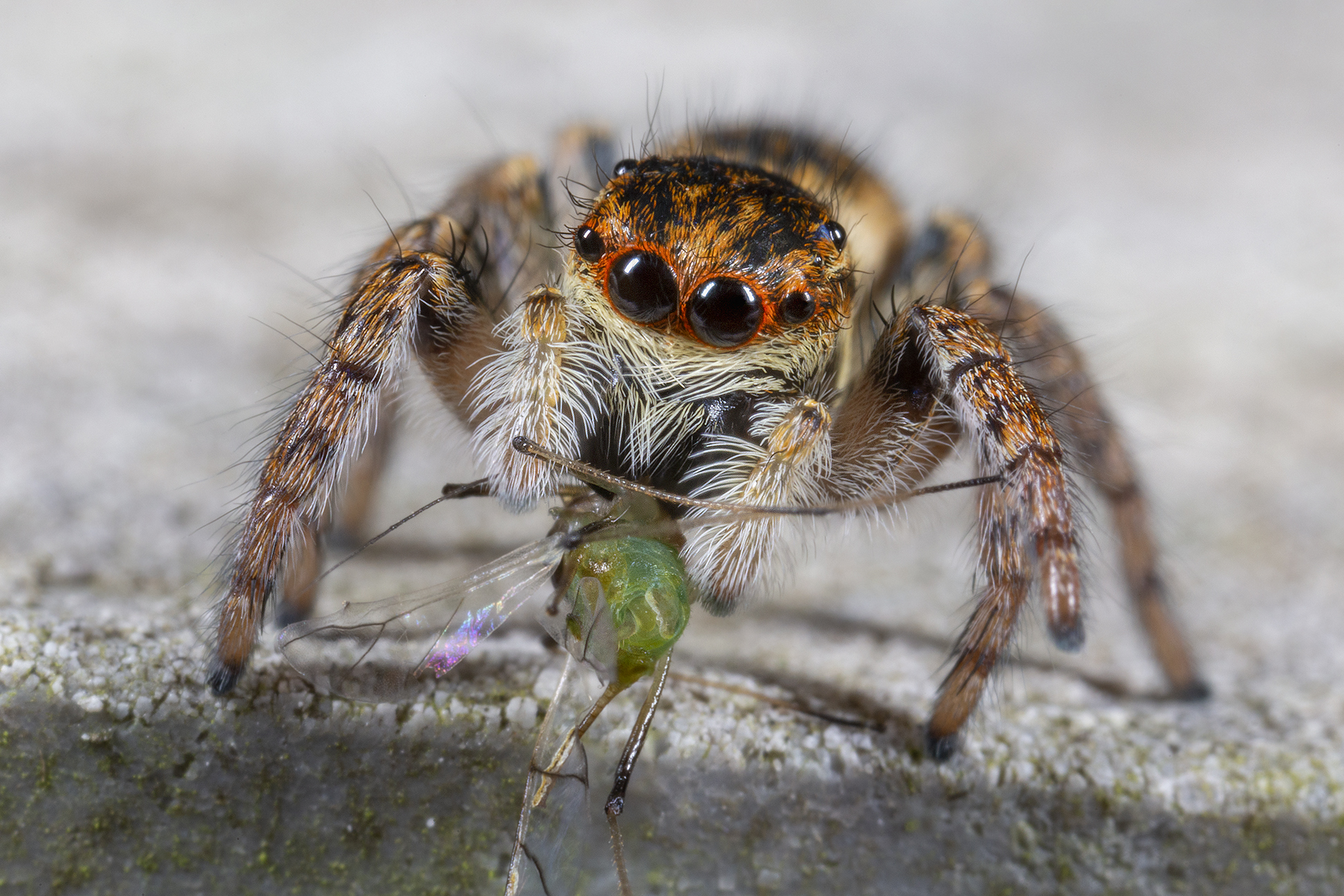 Carrhotus xanthogram female