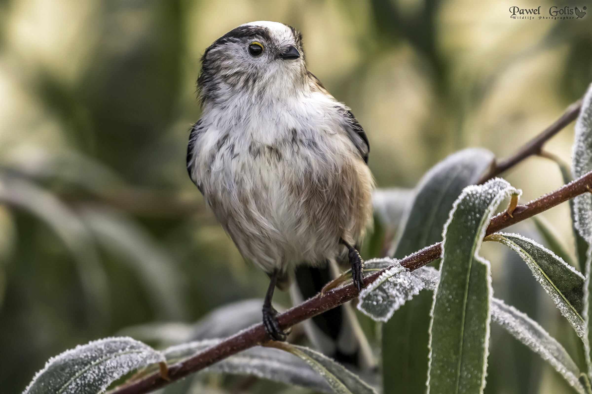 Long-tailed bushtit (Aegithalos caudatus)