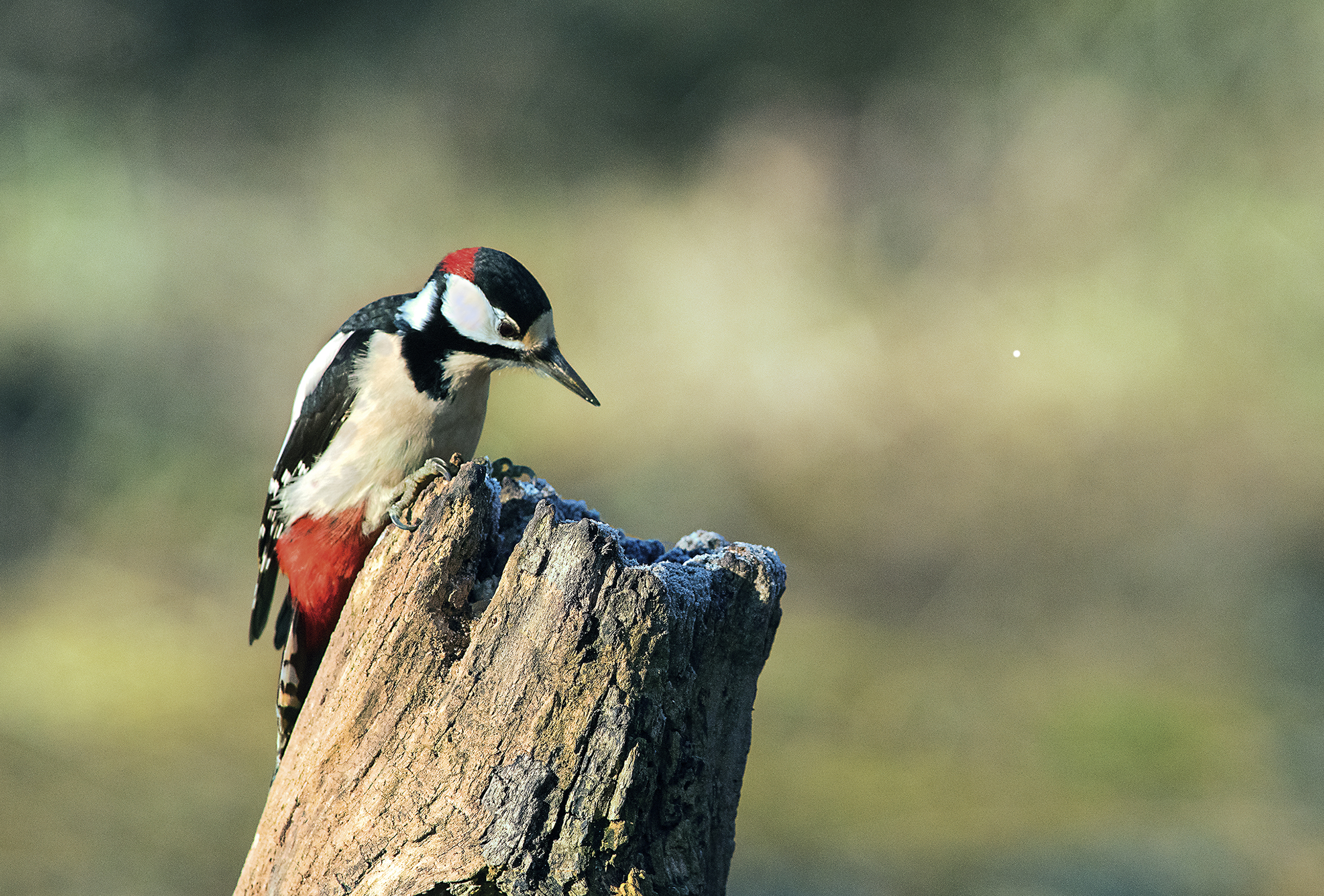Alla ricerca del cibo
