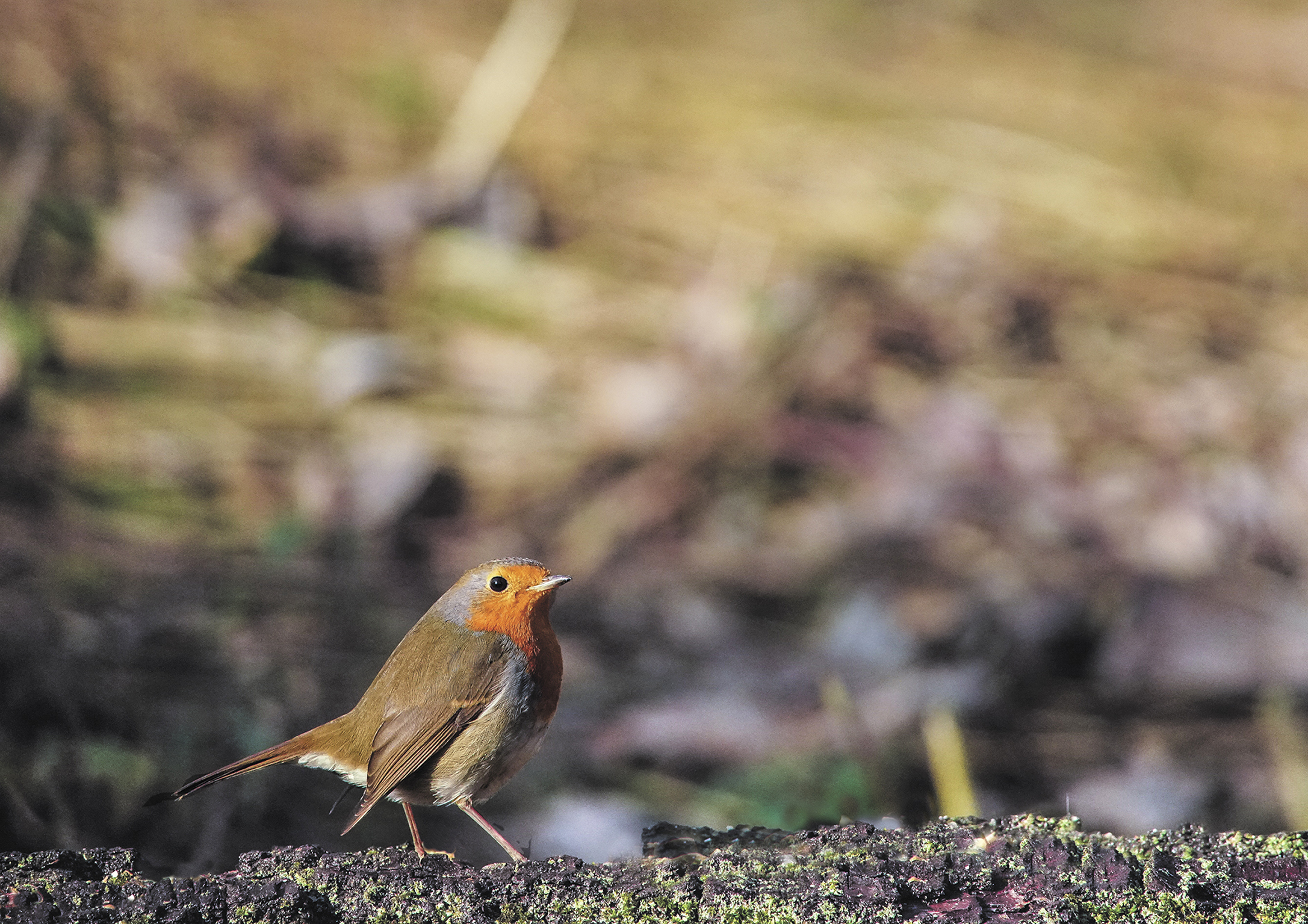 Nato per fare il modello