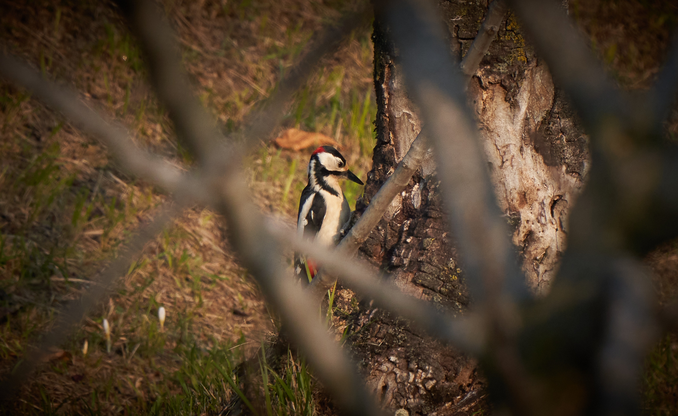 Picchio rosso maggiore