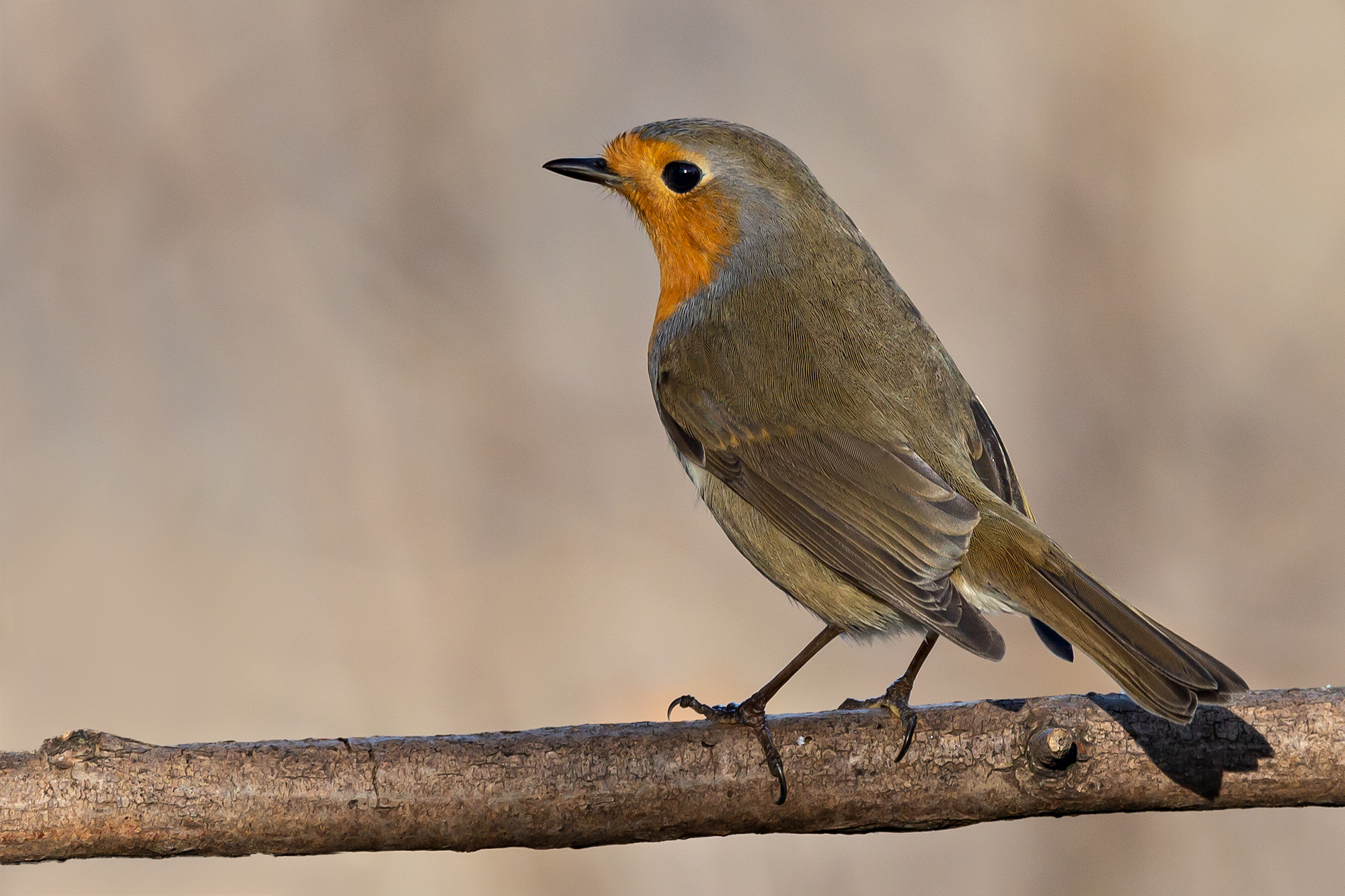 Robin