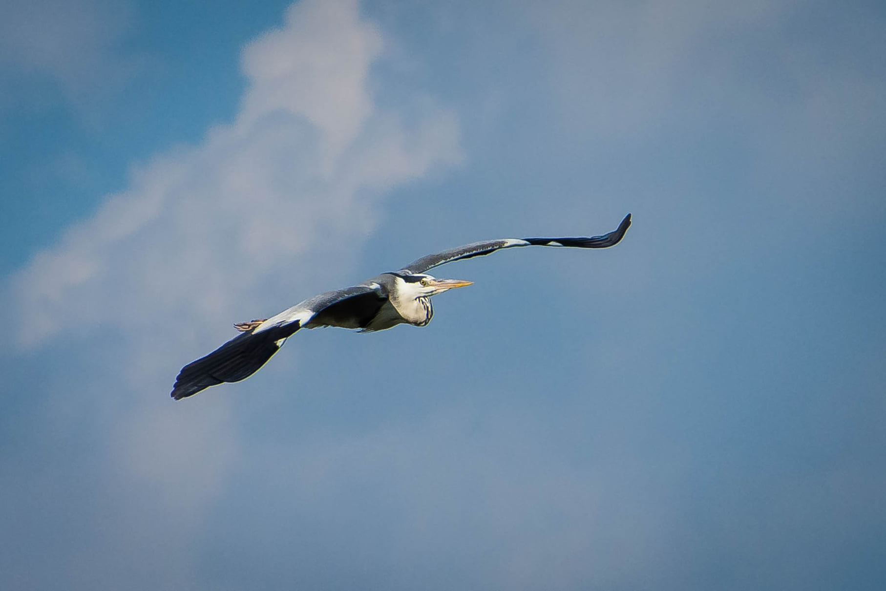 Po Delta Park, Grey Heron