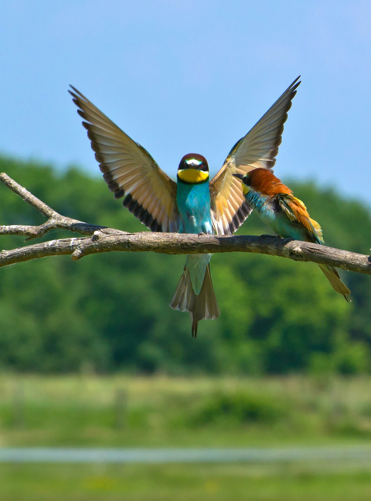 Cona Island Nature Reserve, Gruccioni