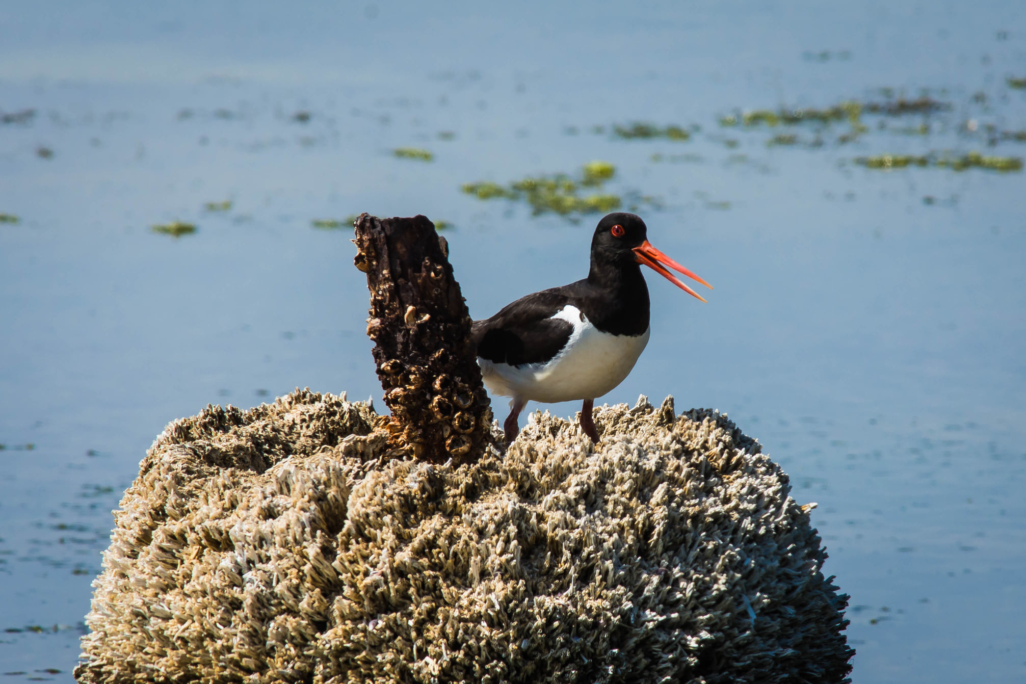 Parco Delta del Po, beccaccia di mare