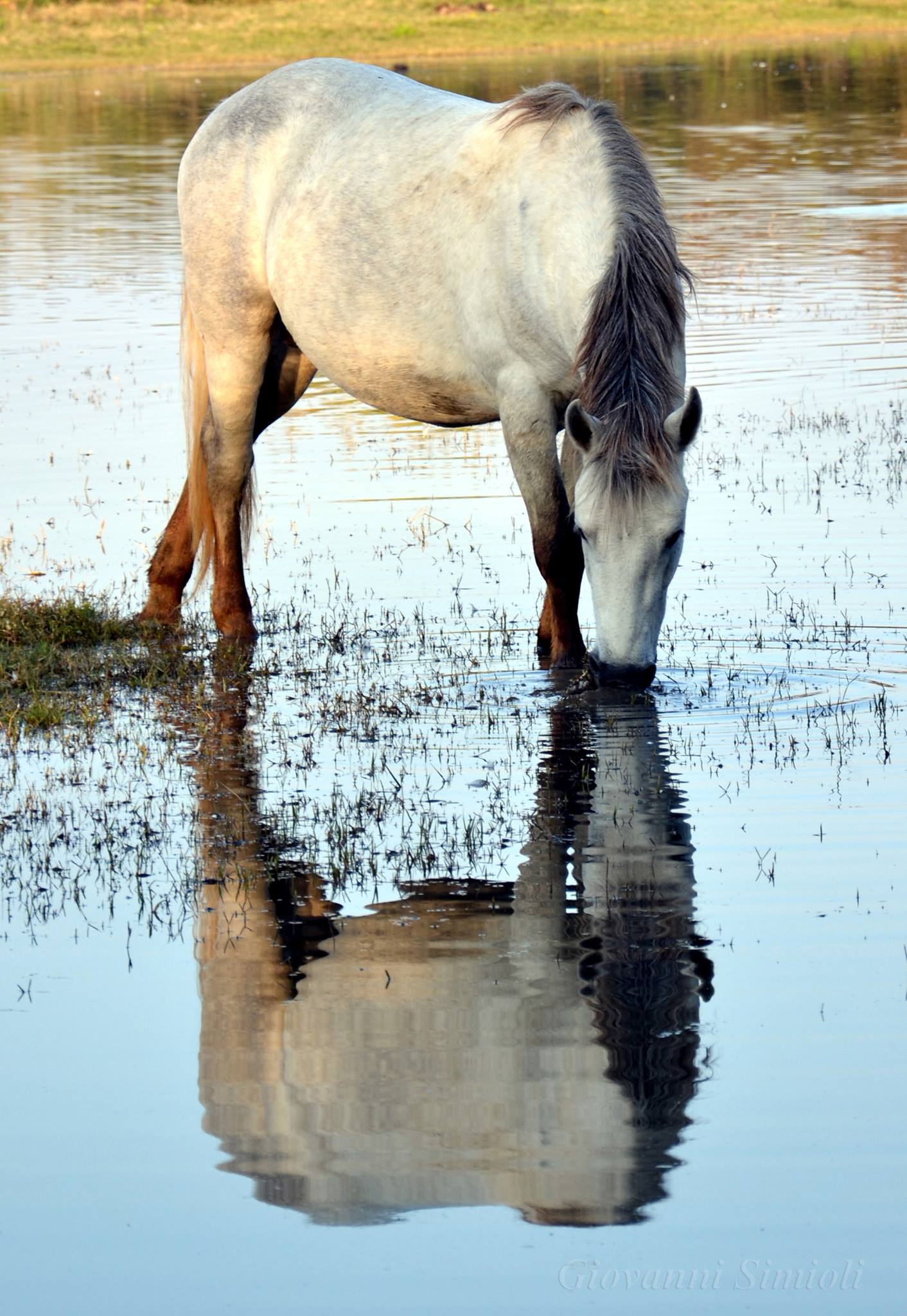 Riserva naturale Isola della Cona, cavallo Camargue