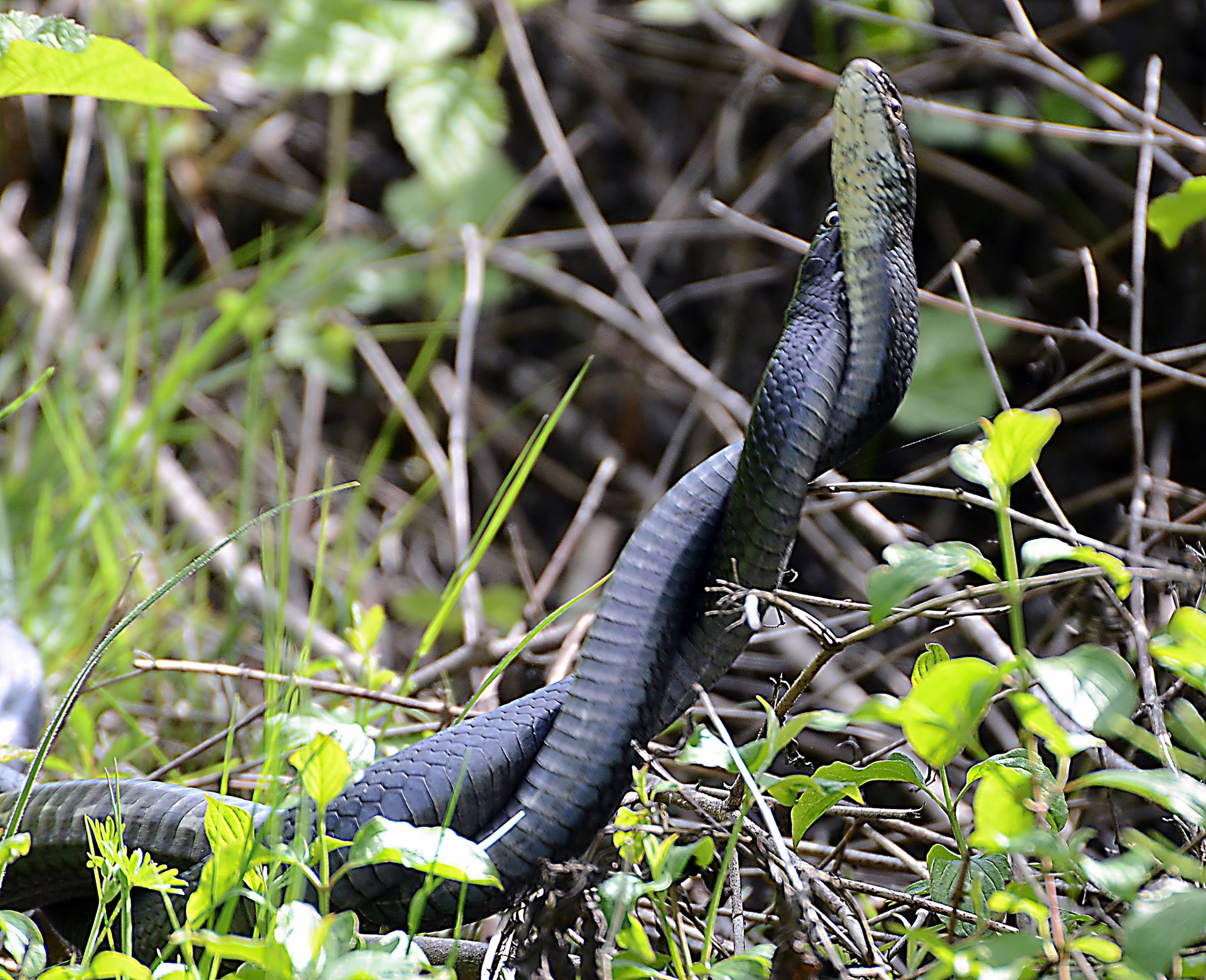 In the vortex of passion