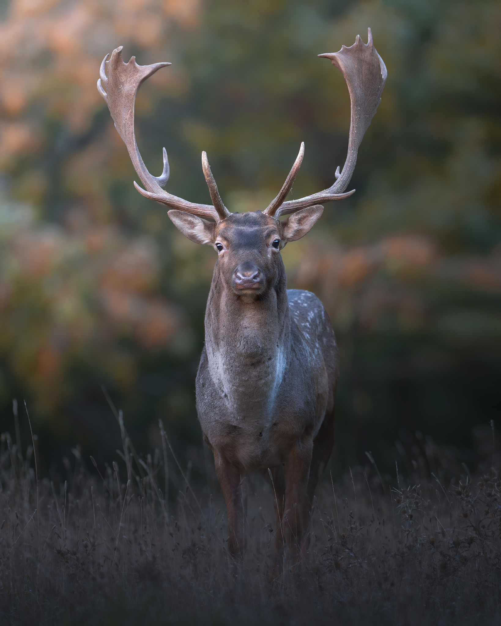Ultimi bramiti autunnali