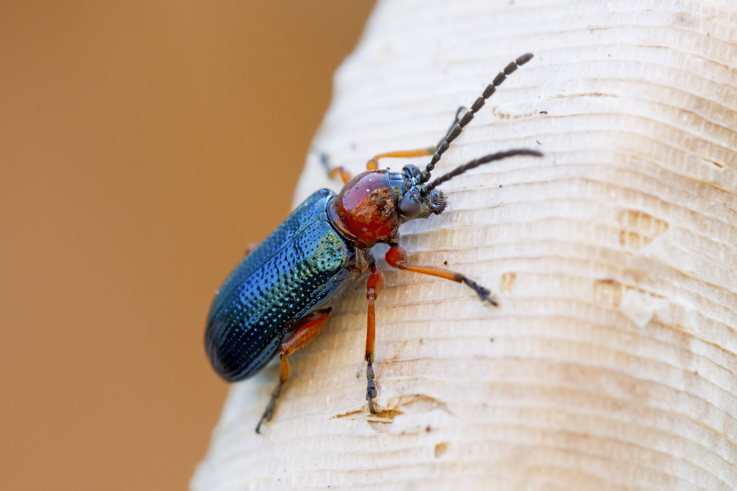 The jewel of the garden