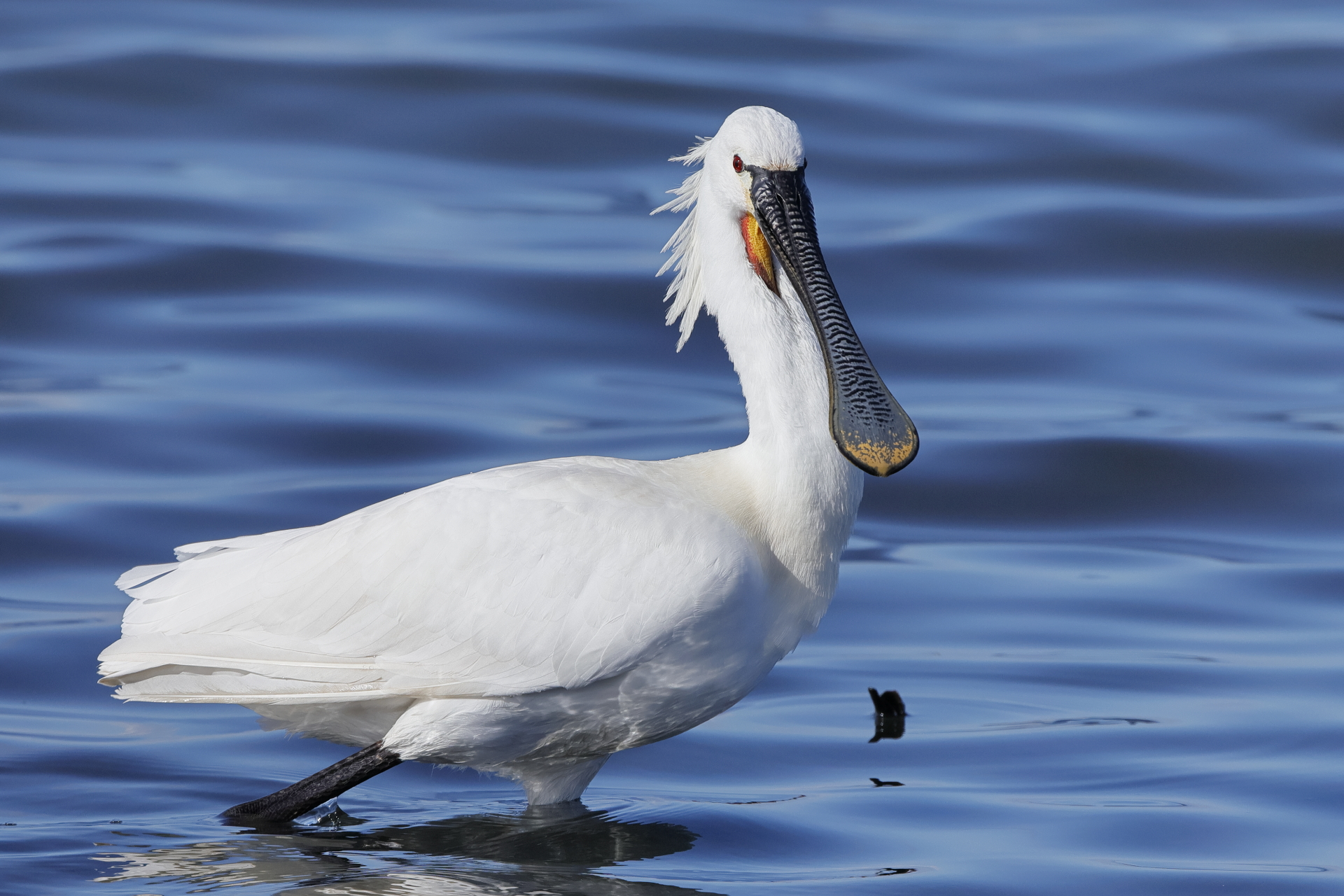 Spatola in primo piano
