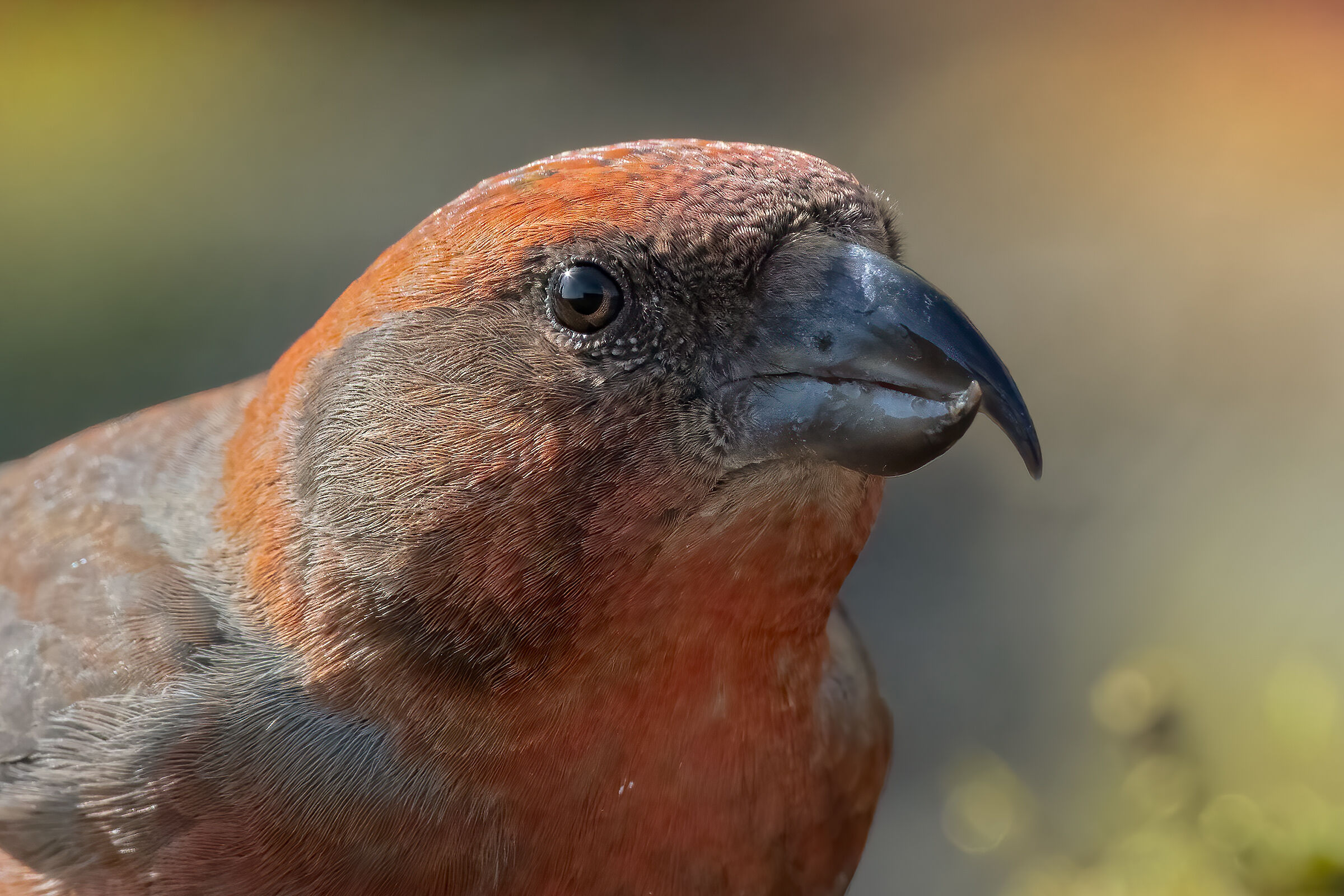 "fototessera" di crociere &male;