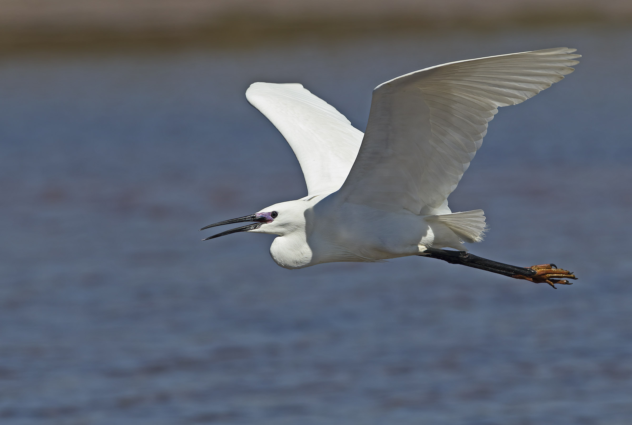 spring-summer collection