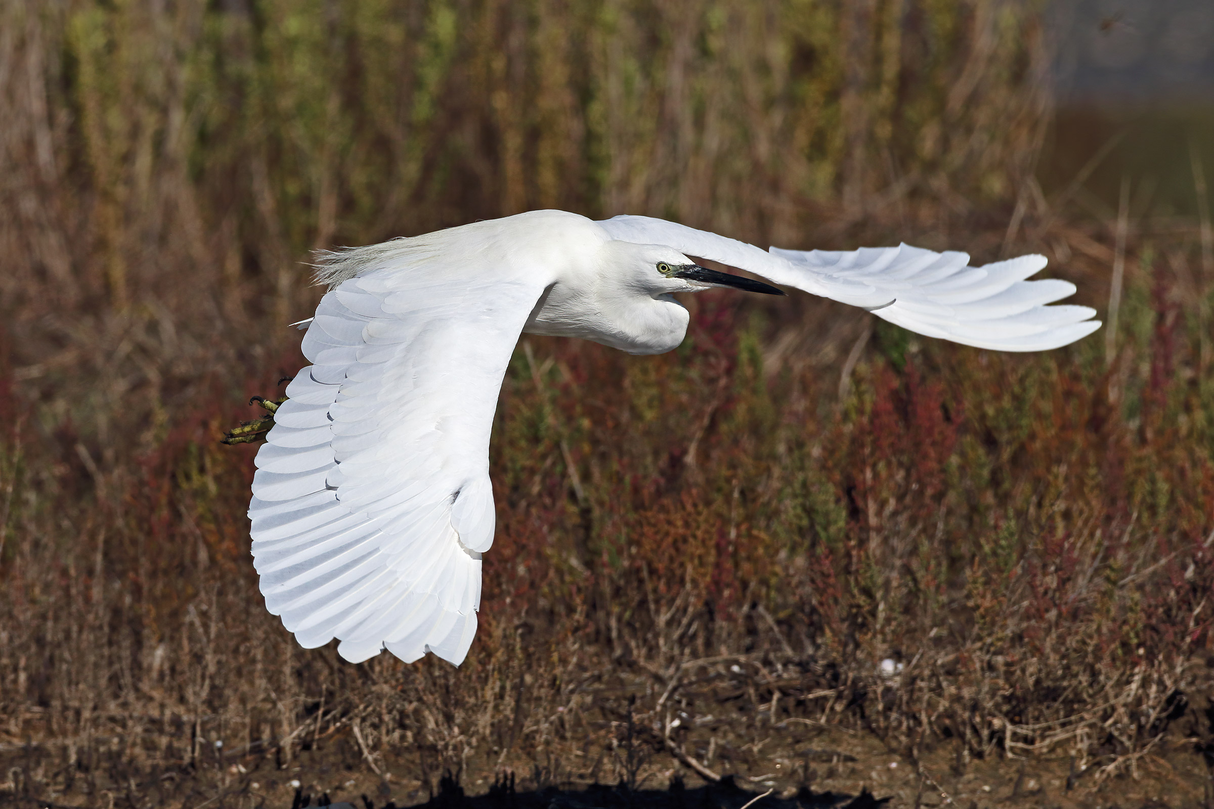 fall-winter collection