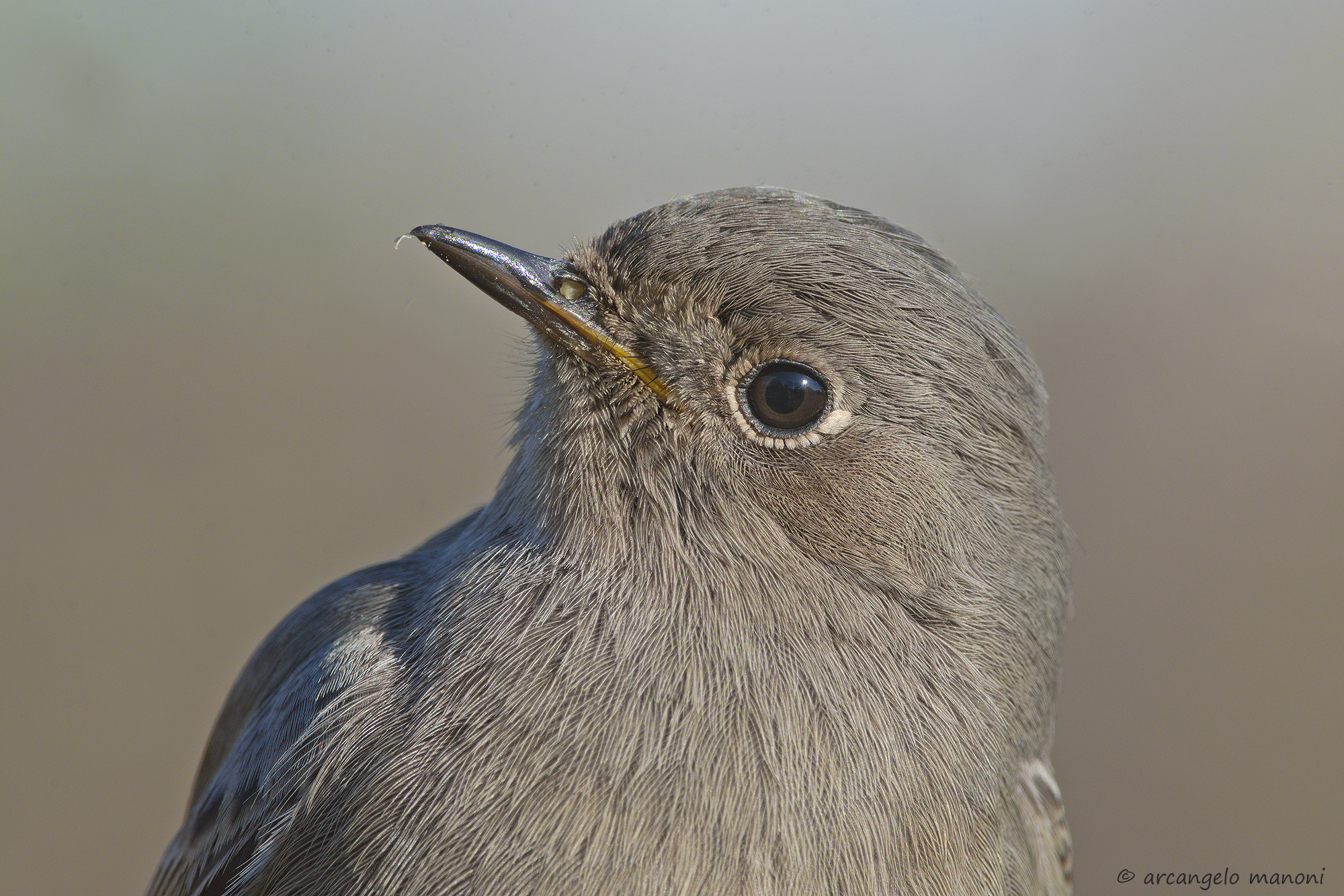 Close-up no crop at codirosso