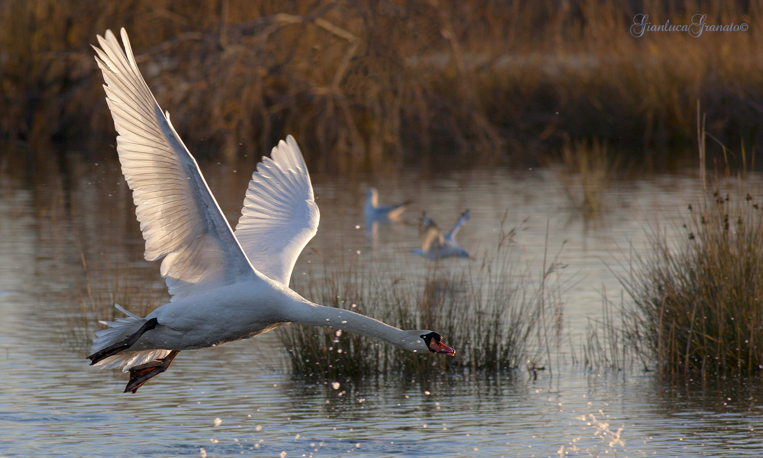 In flight