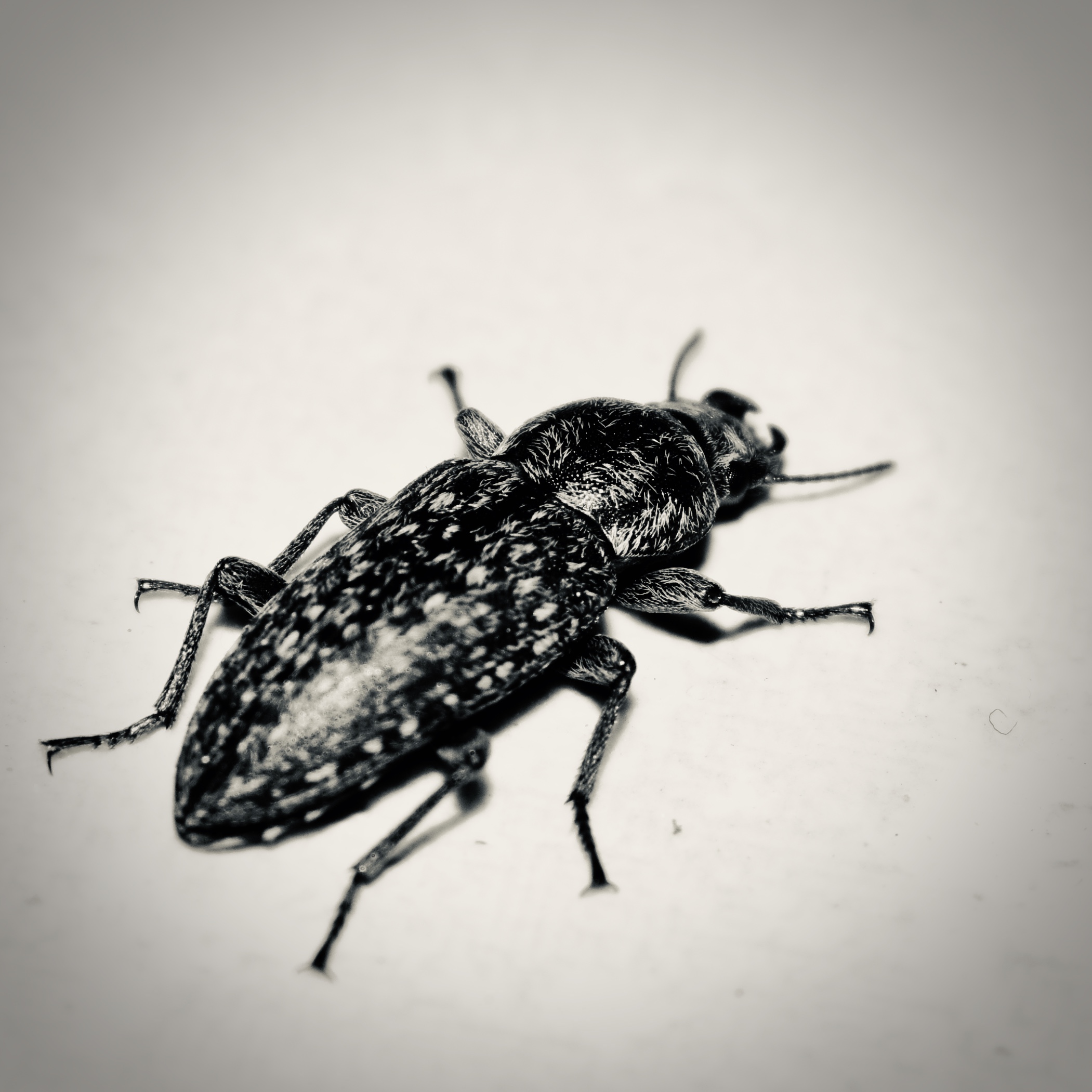 Insetto Africano Bianco e Nero