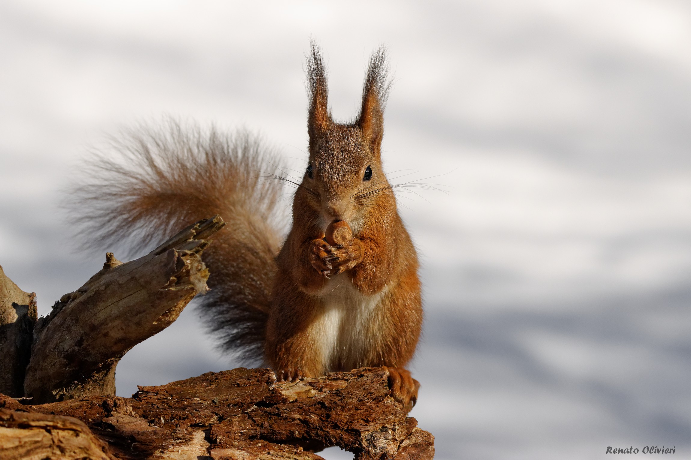 Red squirrel(Sciurus vulgaris)