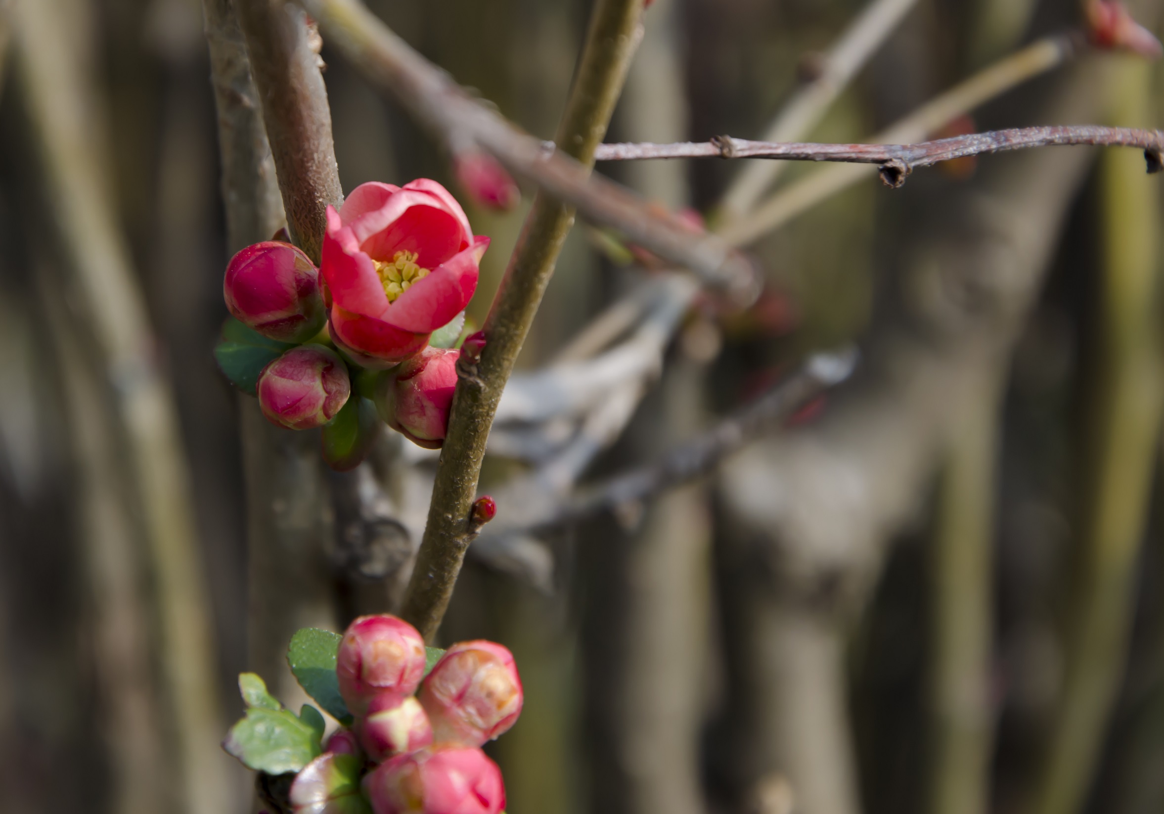 Primi segnali della primavera
