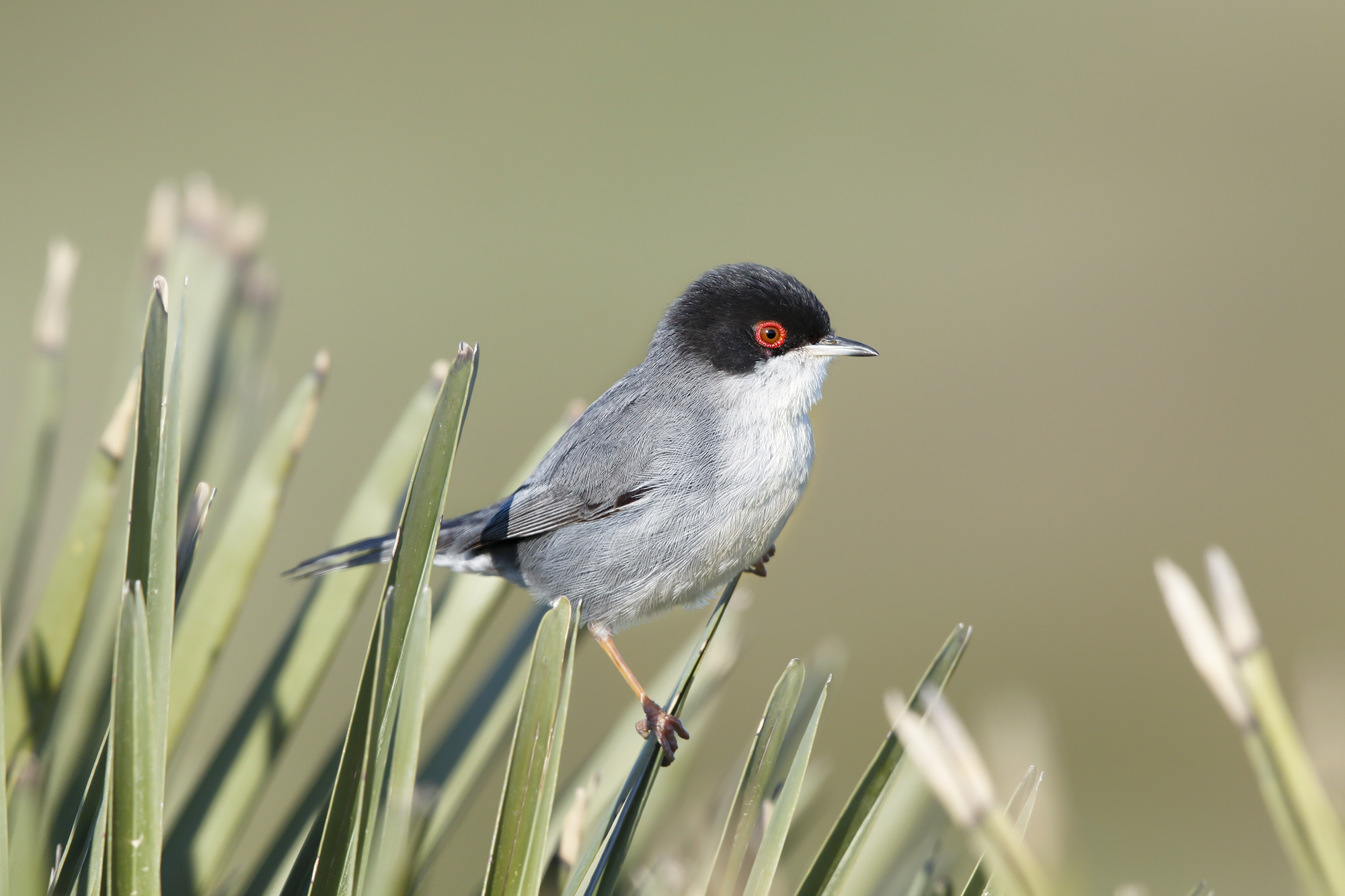 occhiocotto su agave