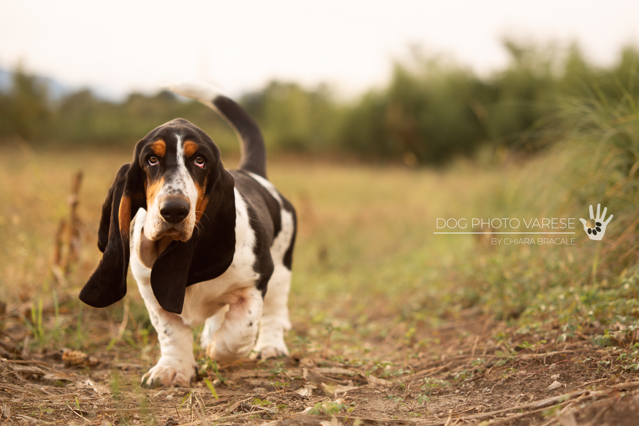 CAMILLA - Bassethound